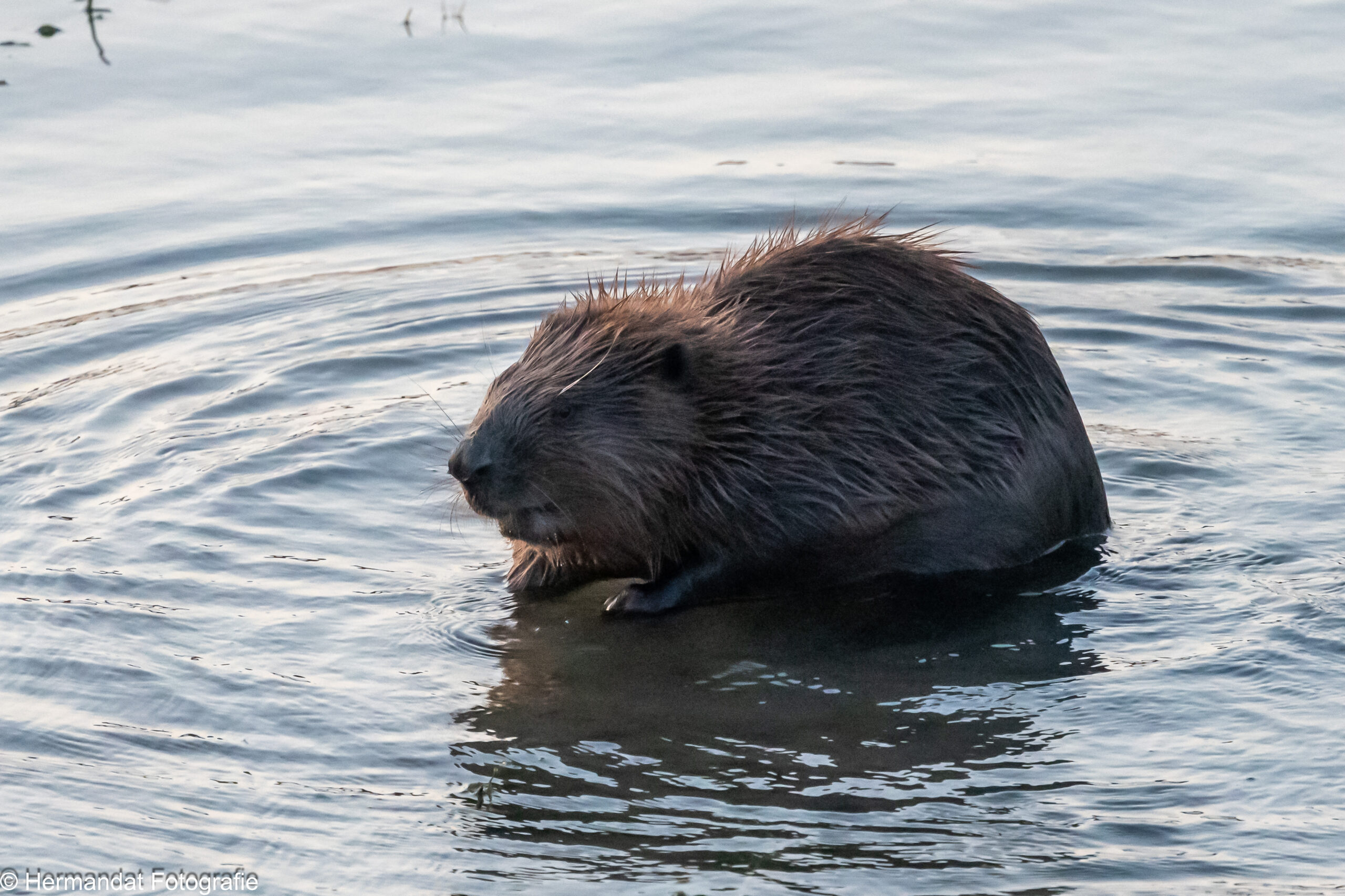 Bever zwemt in water, omringd door rimpelingen en zacht licht.