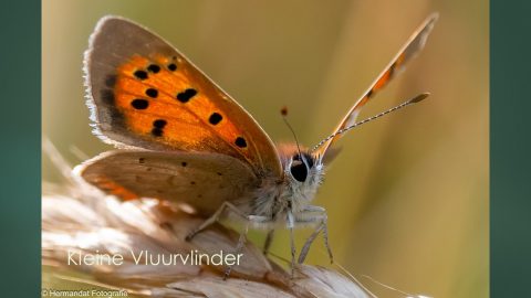 Oranje-bruine vlinder met zwarte stippen, zittend op een plant tegen een wazige achtergrond.