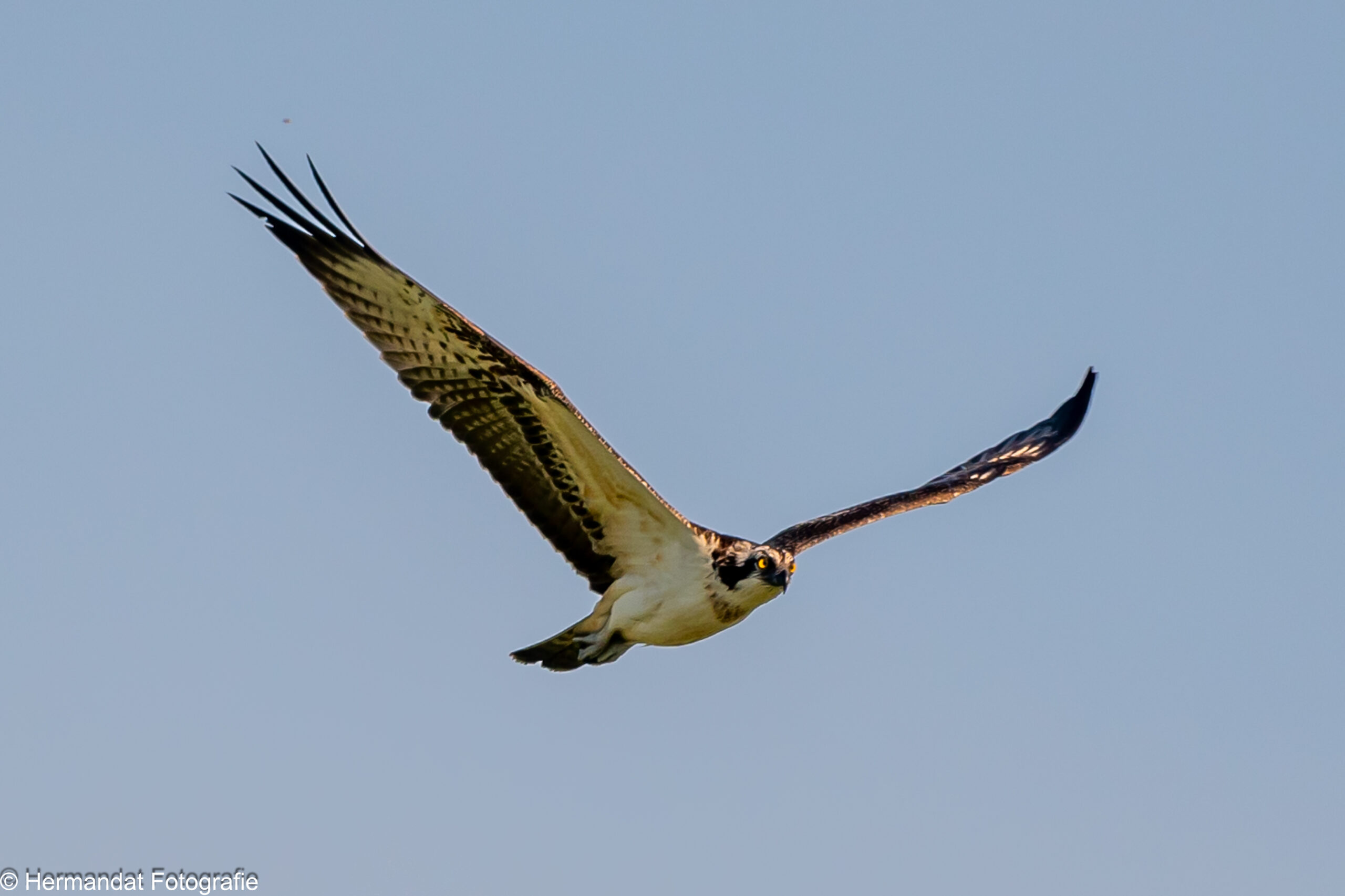 Een visarend zweeft hoog in de lucht tegen een heldere blauwe hemel.