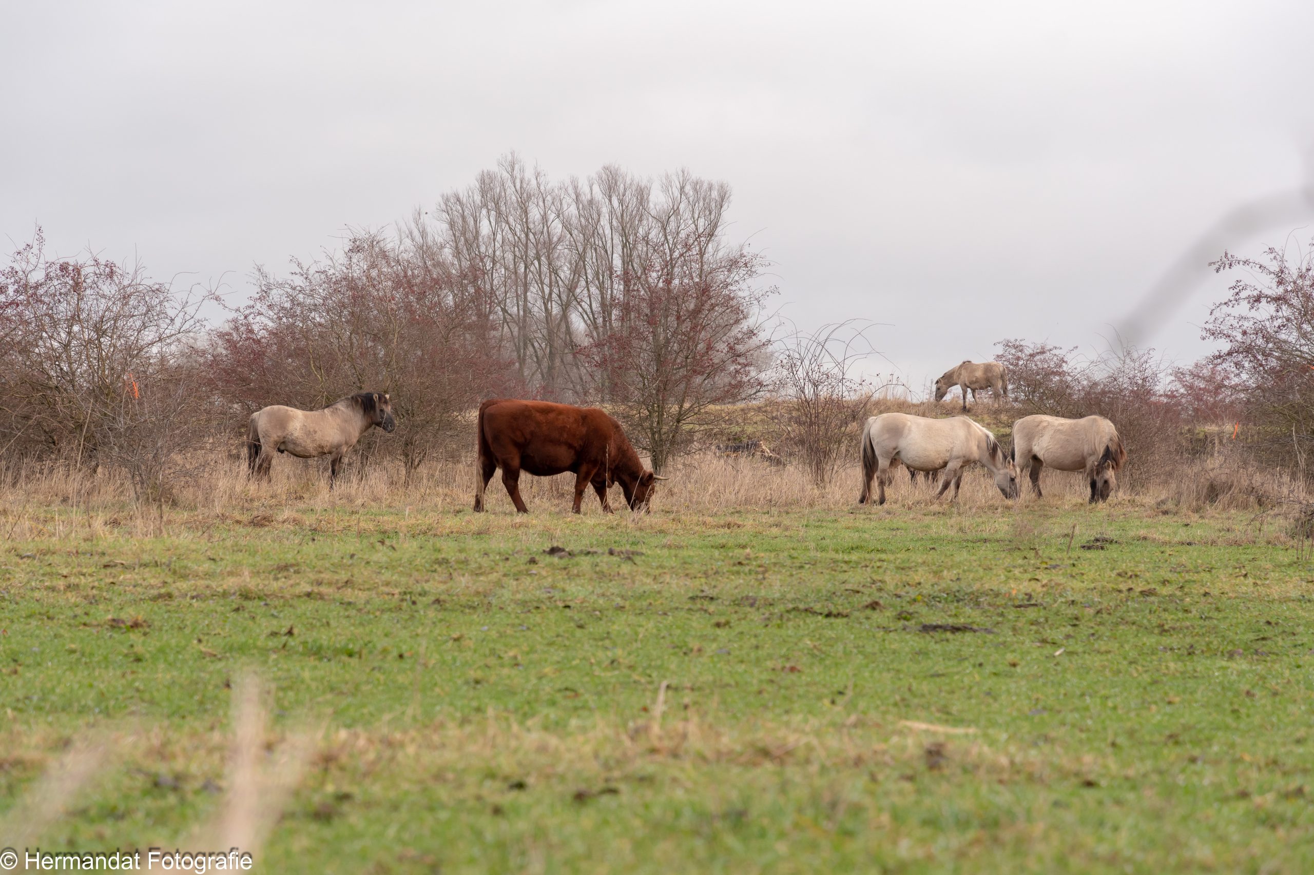 Weide met grazende paarden en een koe, omringd door struiken en bomen onder een bewolkte lucht.