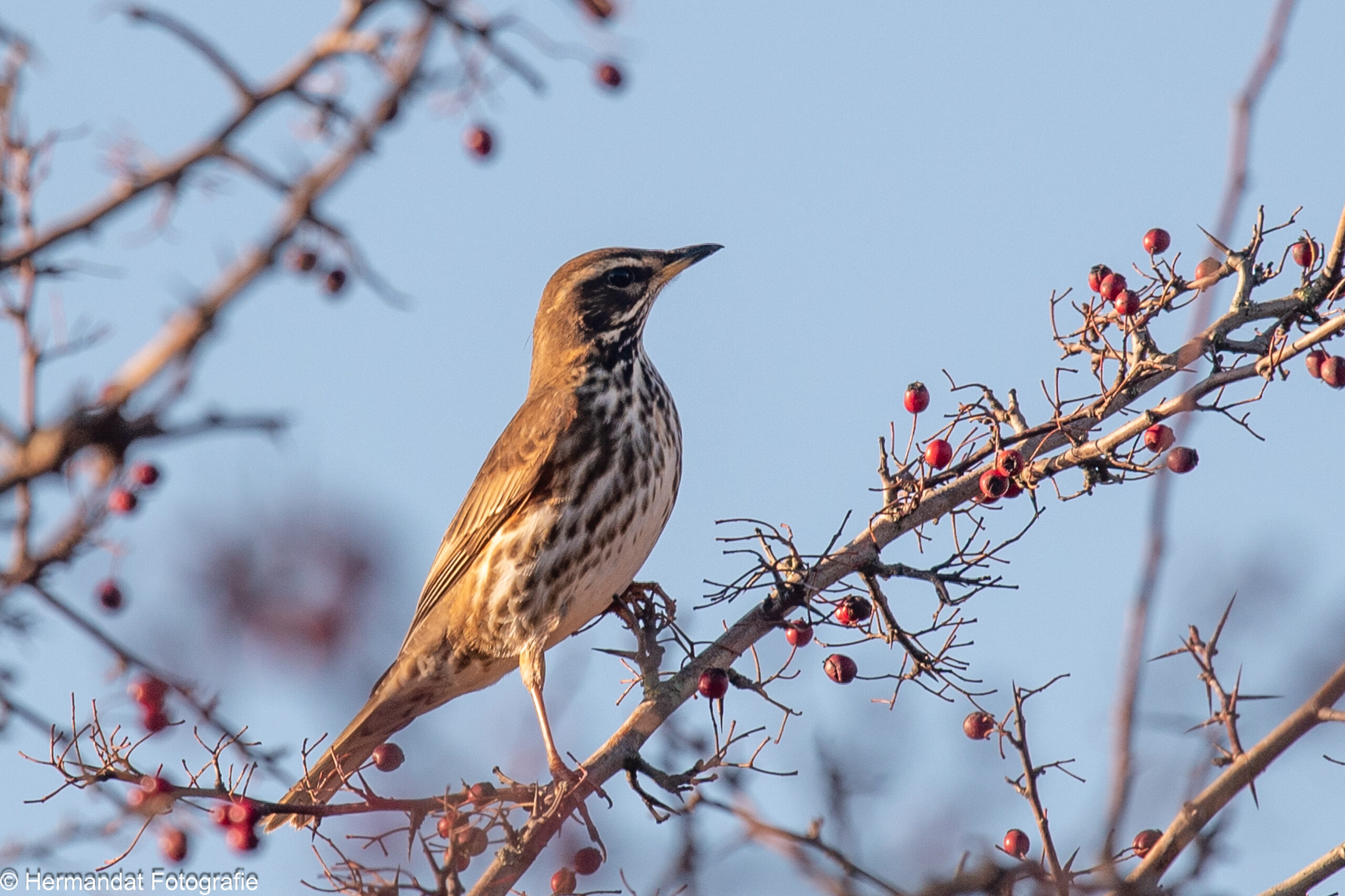Zanglijster op een tak met rode bessen, tegen een blauwe lucht.