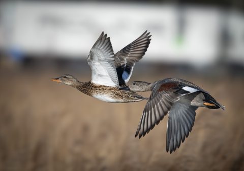 Twee wilde eenden vliegen naast elkaar in de lucht, met een vage achtergrond.