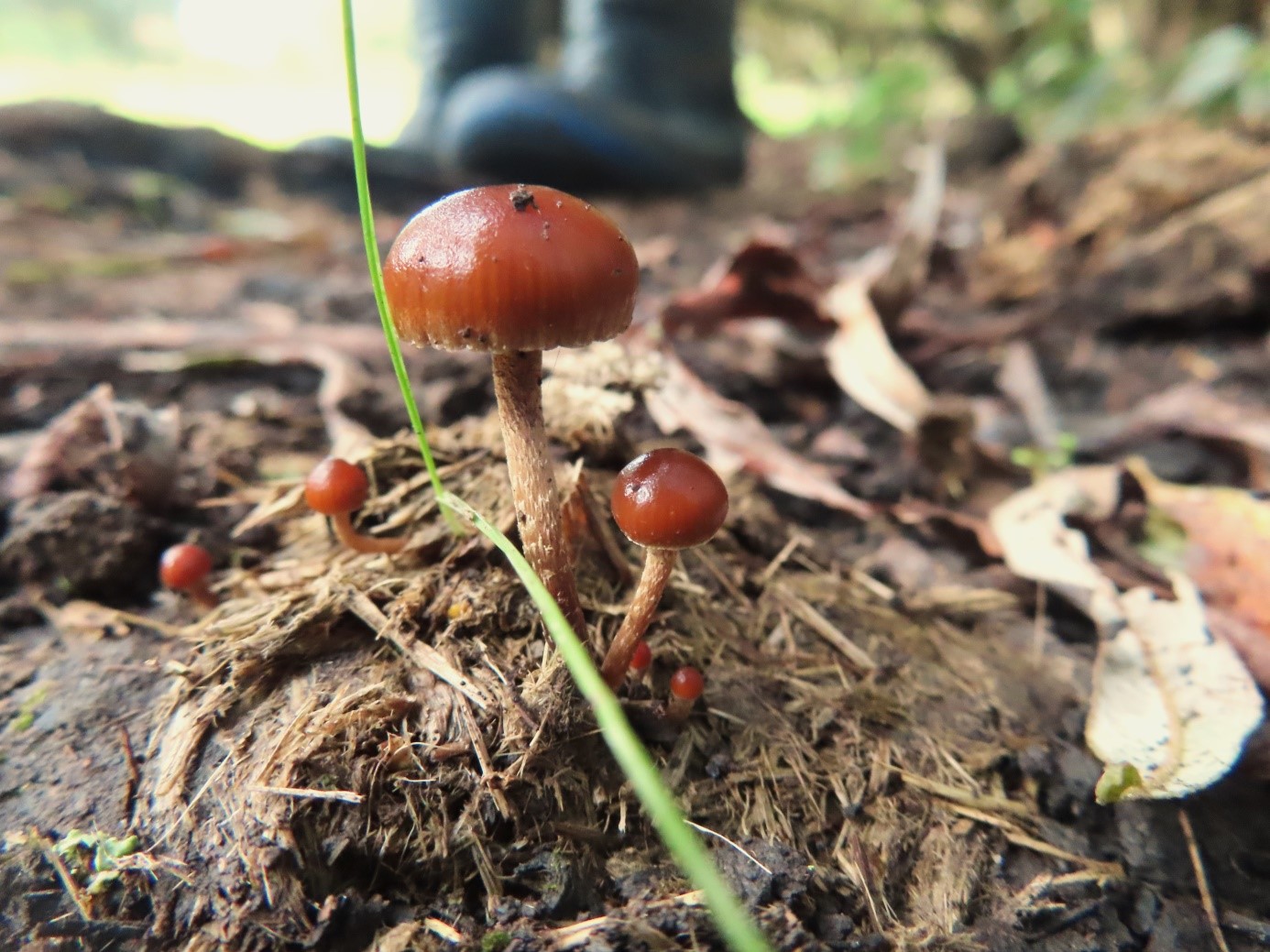 Kleine paddenstoelen groeien op de bosgrond, met vage laarzen op de achtergrond.