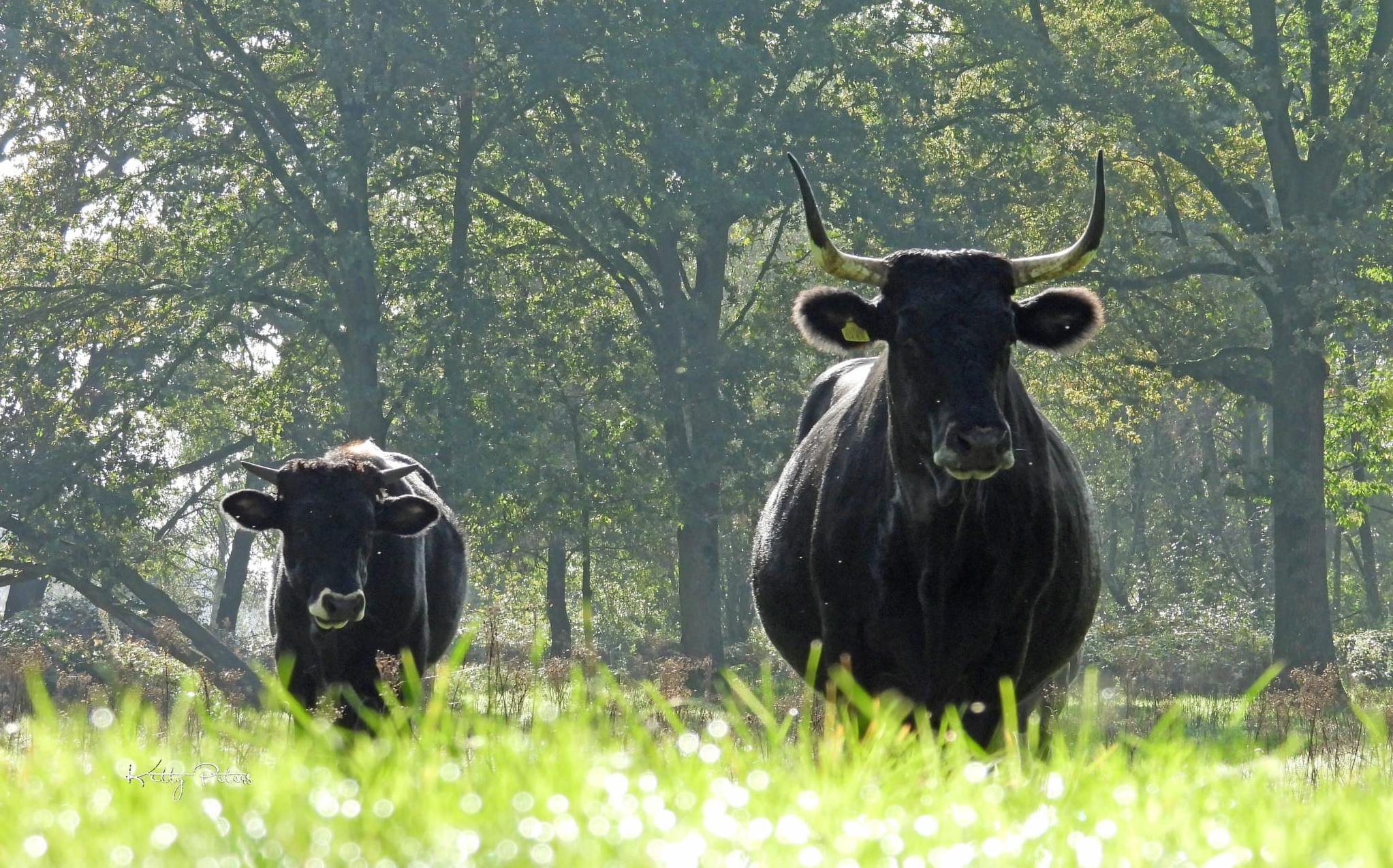 Twee zwarte koeien in een zonnige weide met bomen op de achtergrond.