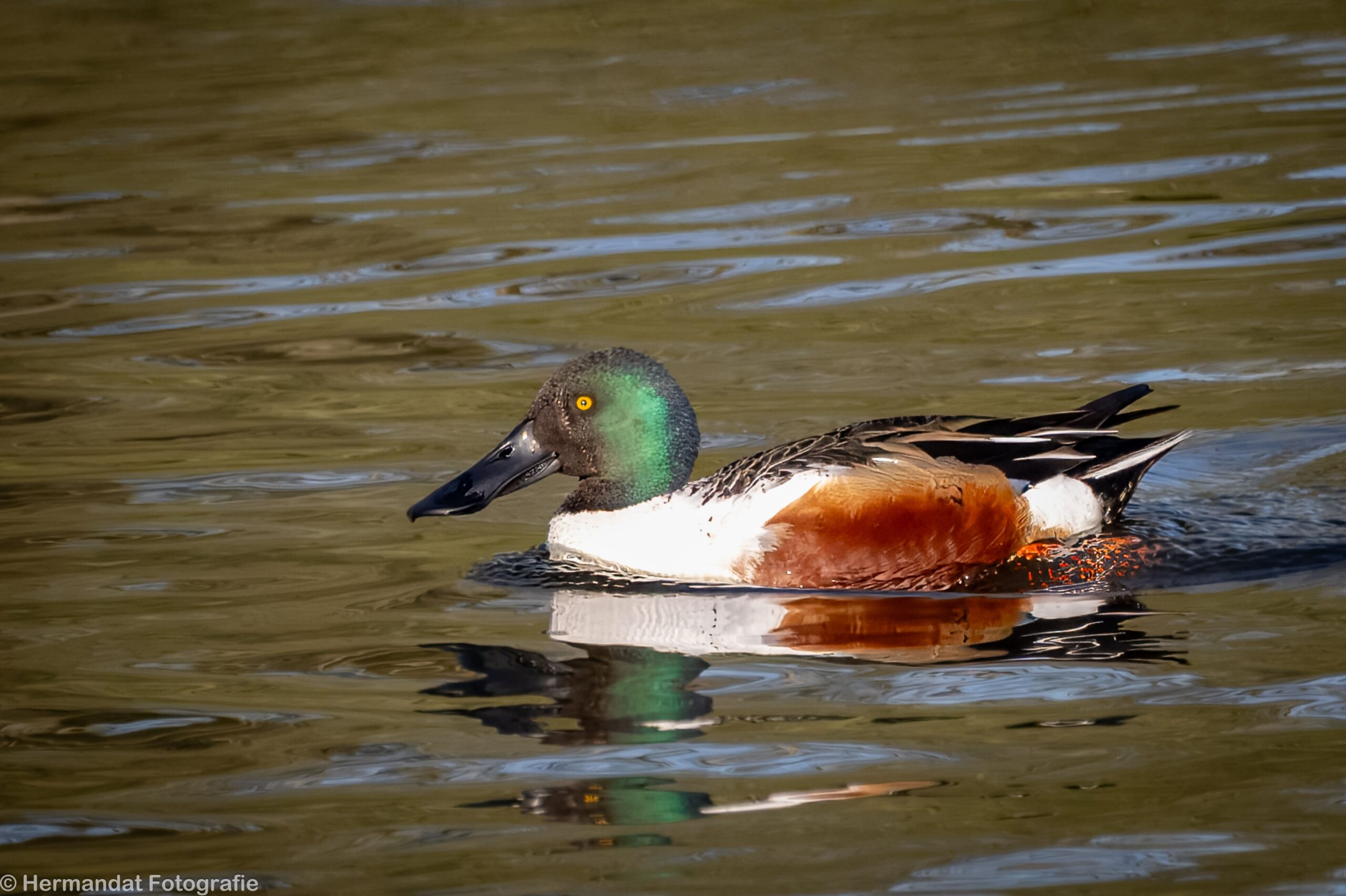 Een kleurrijke eend drijft op het water, met een groene kop en kastanjebruine borst.