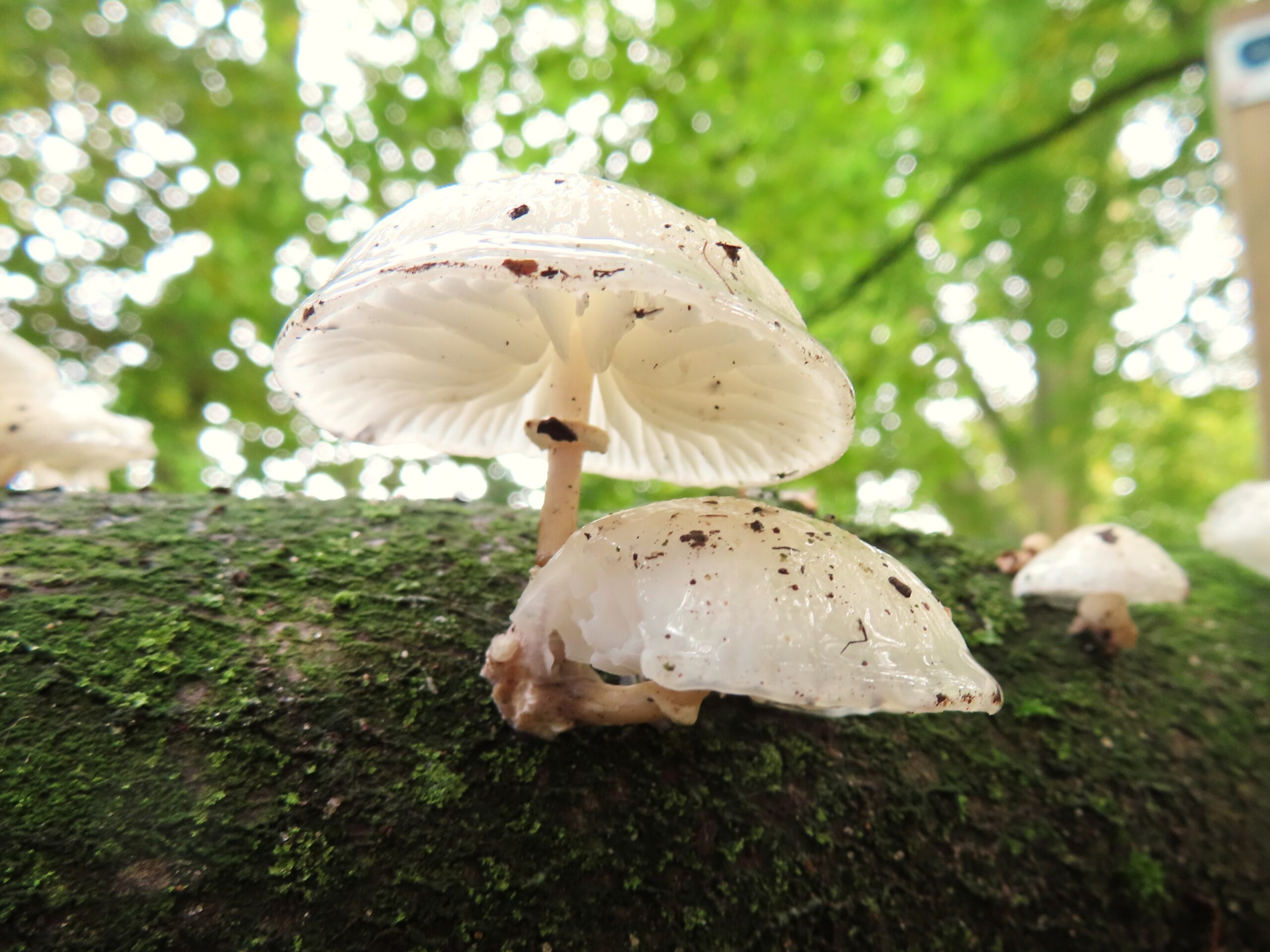 Witte paddenstoelen groeien op een met mos bedekte boomstam in een bosrijke omgeving.