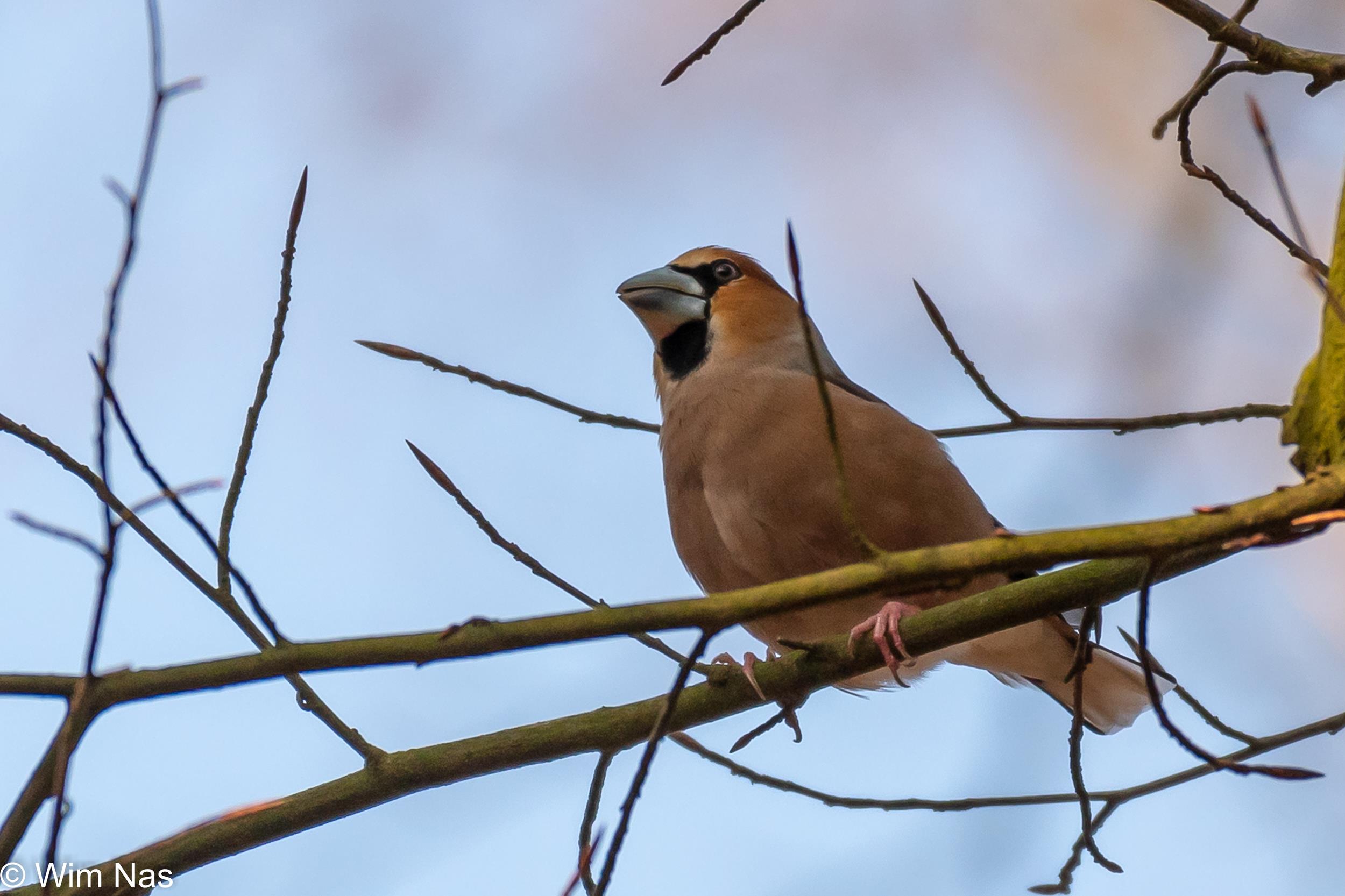 Vogel op een kale tak in een winterse boom, tegen een blauwe lucht.