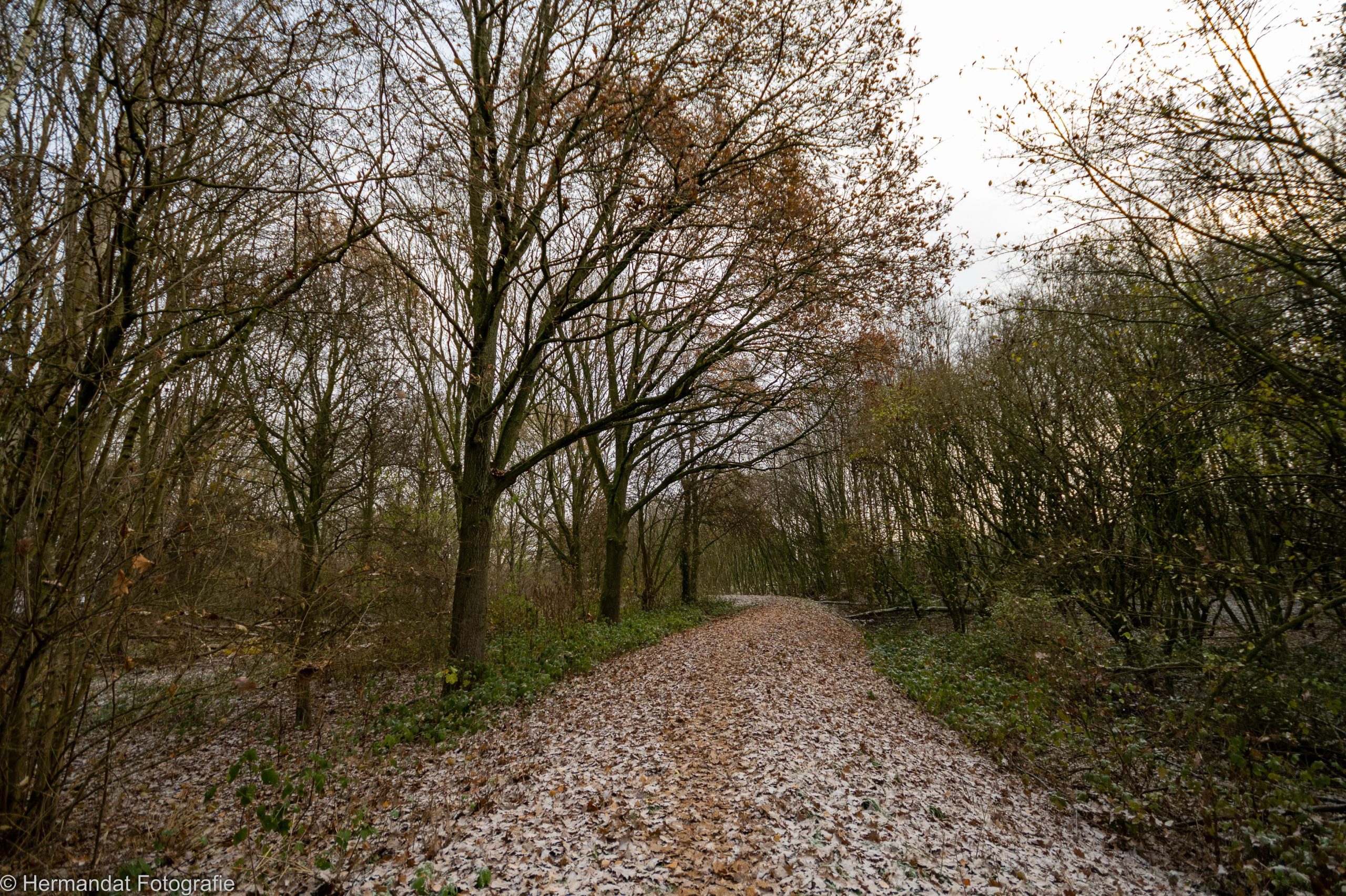 Bosweg bedekt met bladeren en een dunne laag sneeuw, omgeven door kale bomen.
