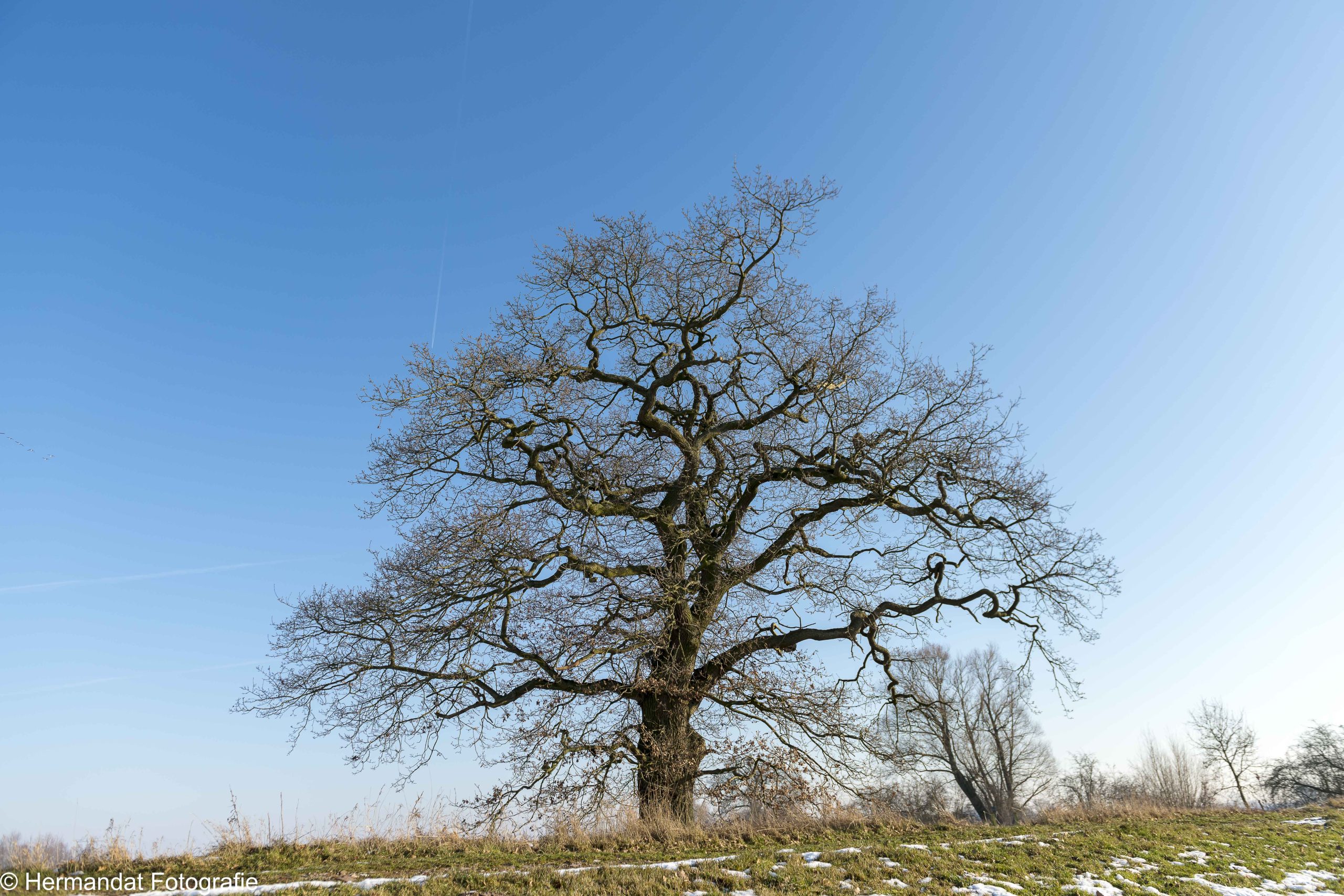 Onafschrikkelijke boom zonder bladeren op grasveld met lichte sneeuw onder blauwe hemel.