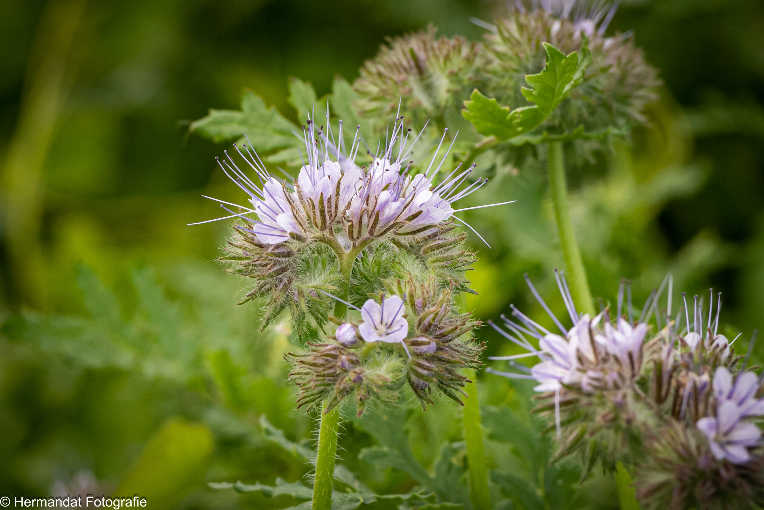Wilde paarse bloemen met lange meeldraden tegen een groene achtergrond.