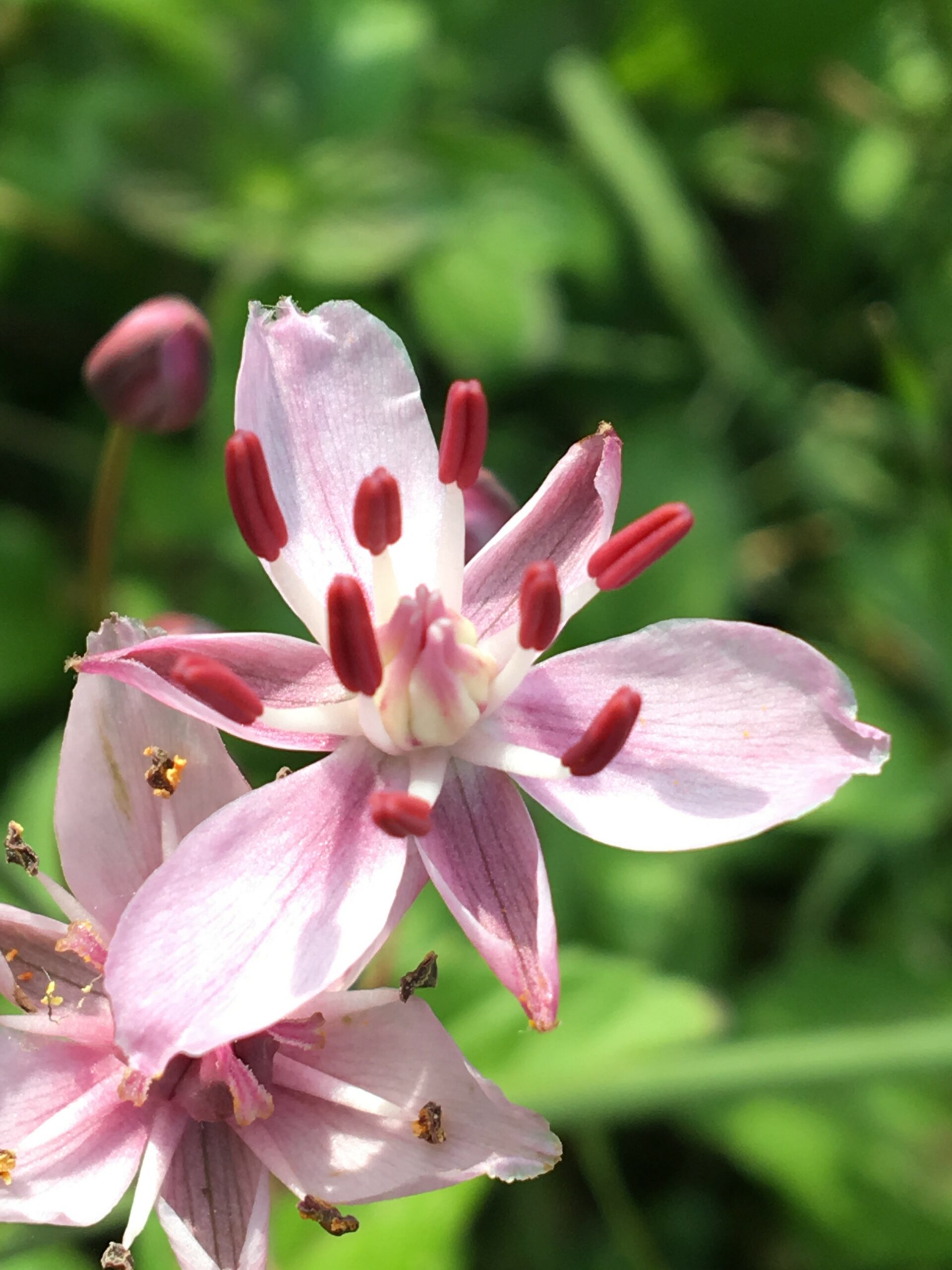 Close-up van een roze bloem met rode meeldraden op een groene achtergrond.