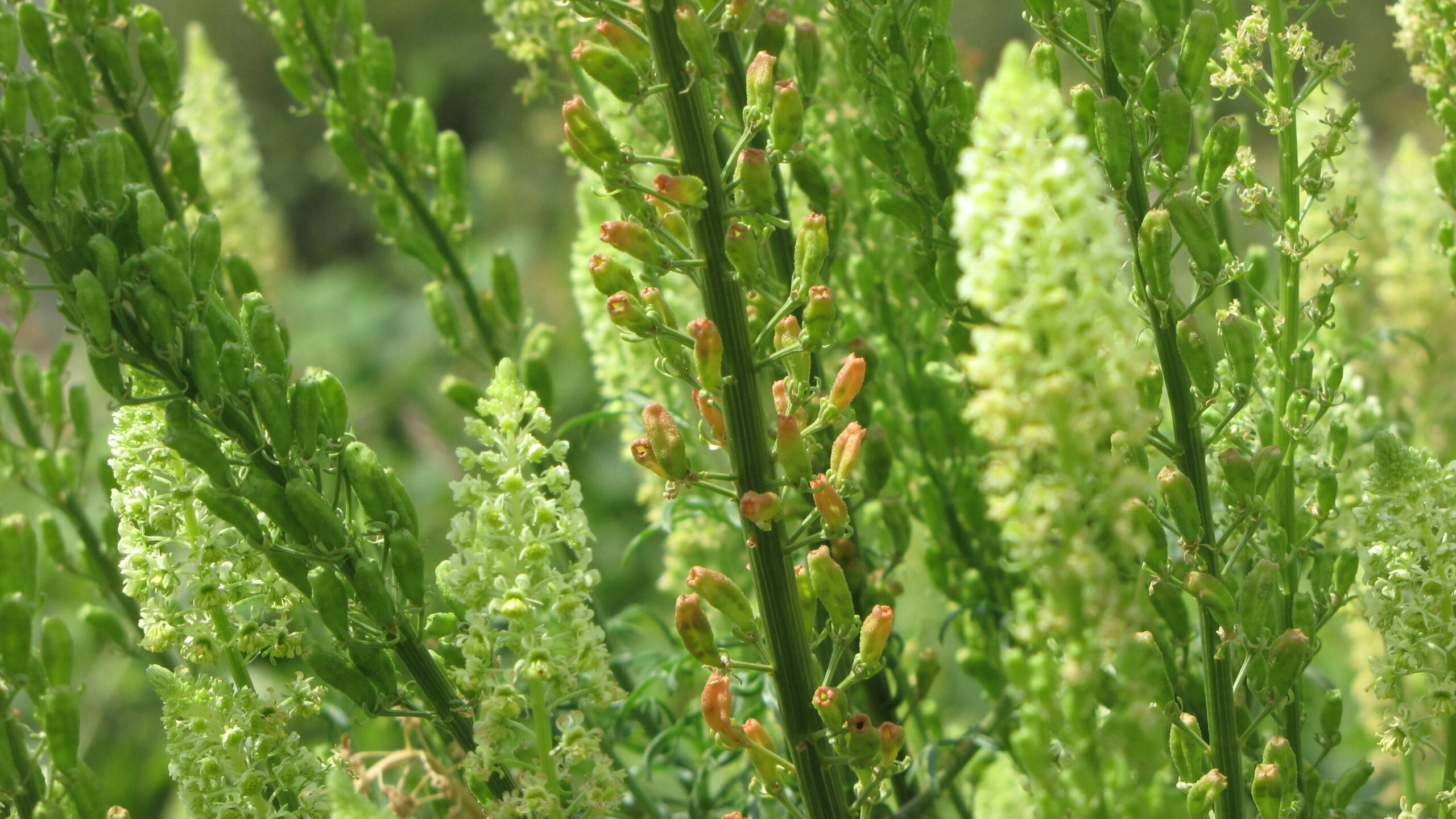 Groene weelderige planten met vertakte stelen en kleine bloemetjes in de volle zon.