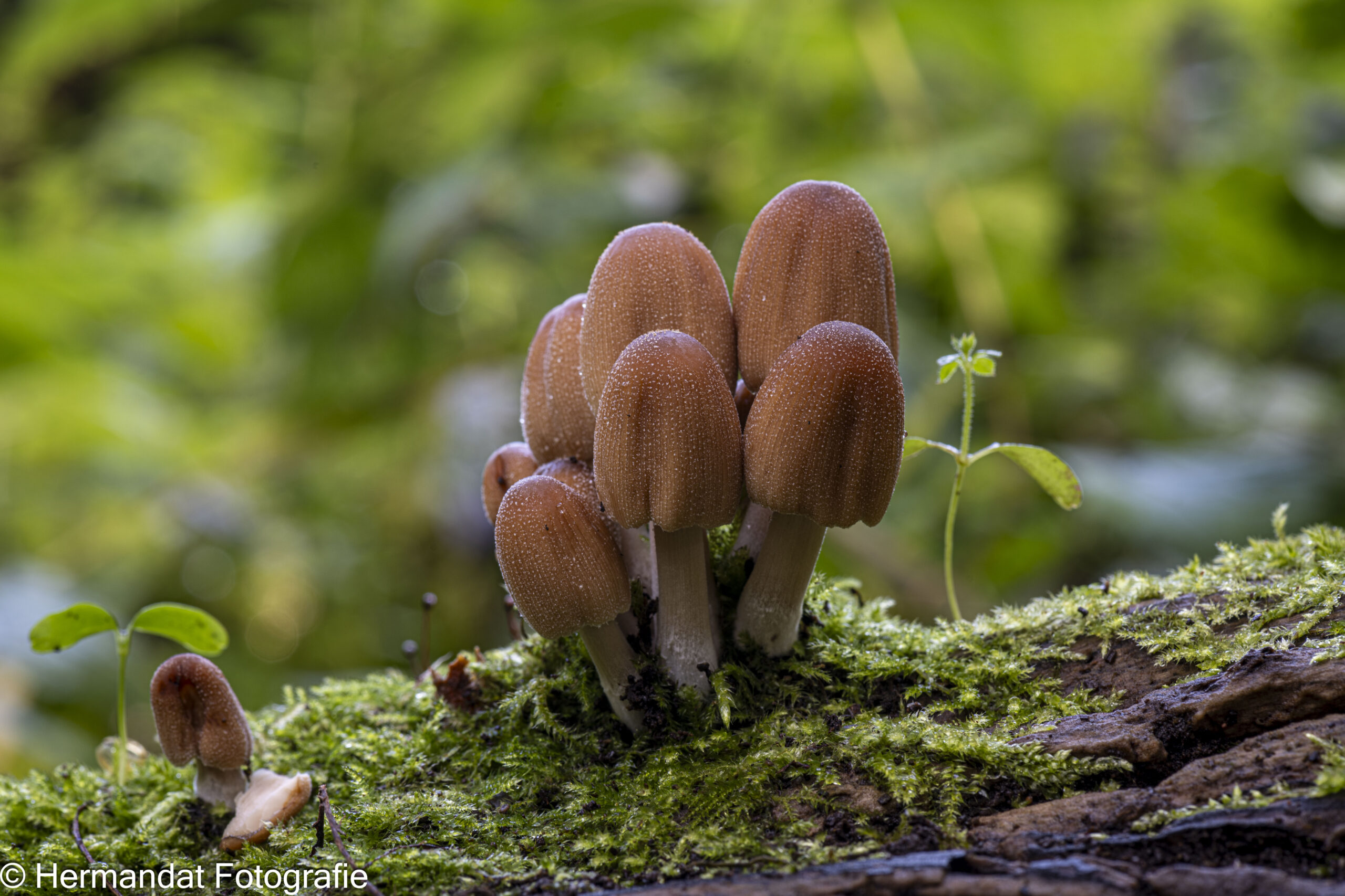 Bruine paddenstoelen groeien op een met mos bedekte boomstam in een groene achtergrond.