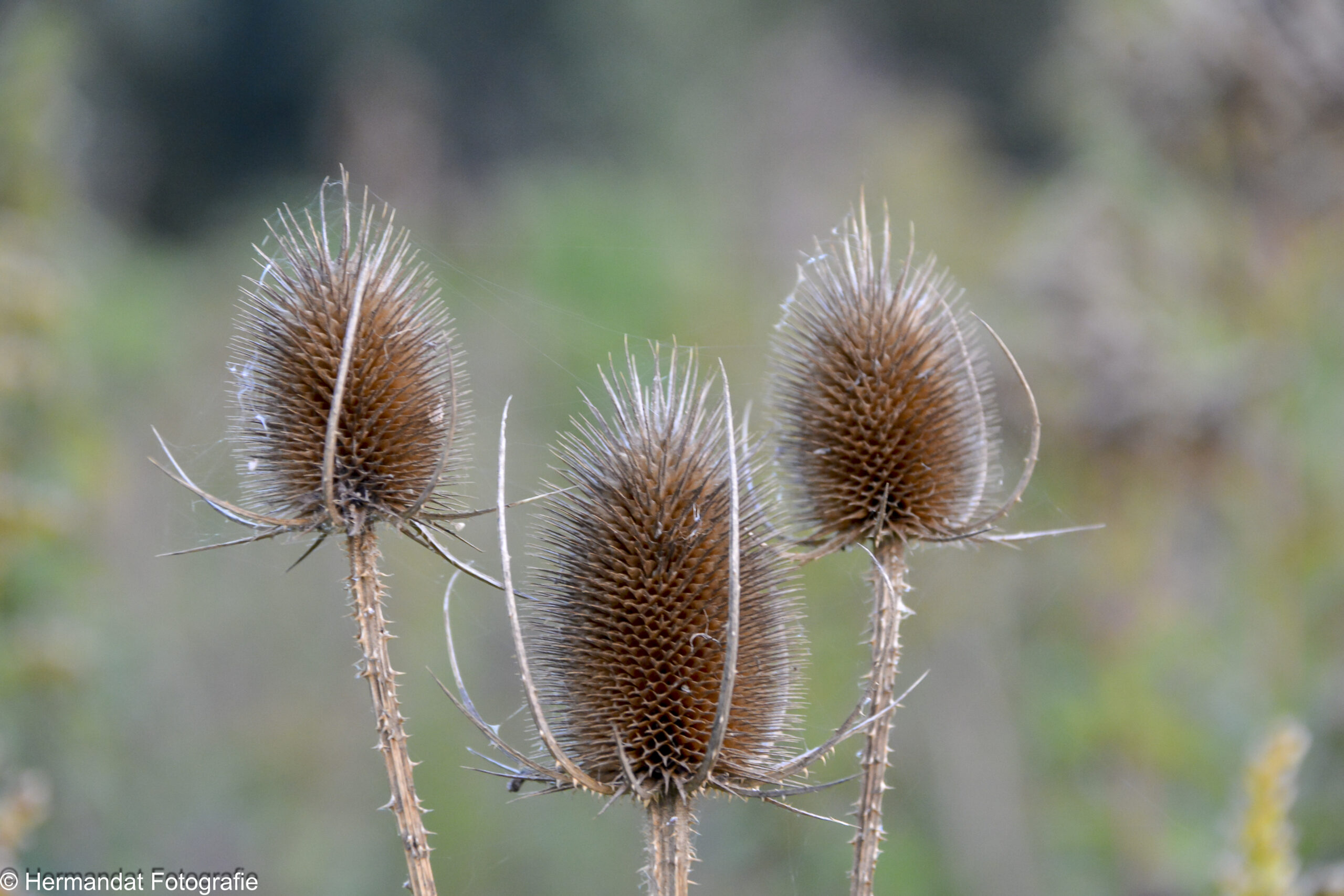 Drie bruine kaardebol planten met stekelige toppen tegen een wazige achtergrond.