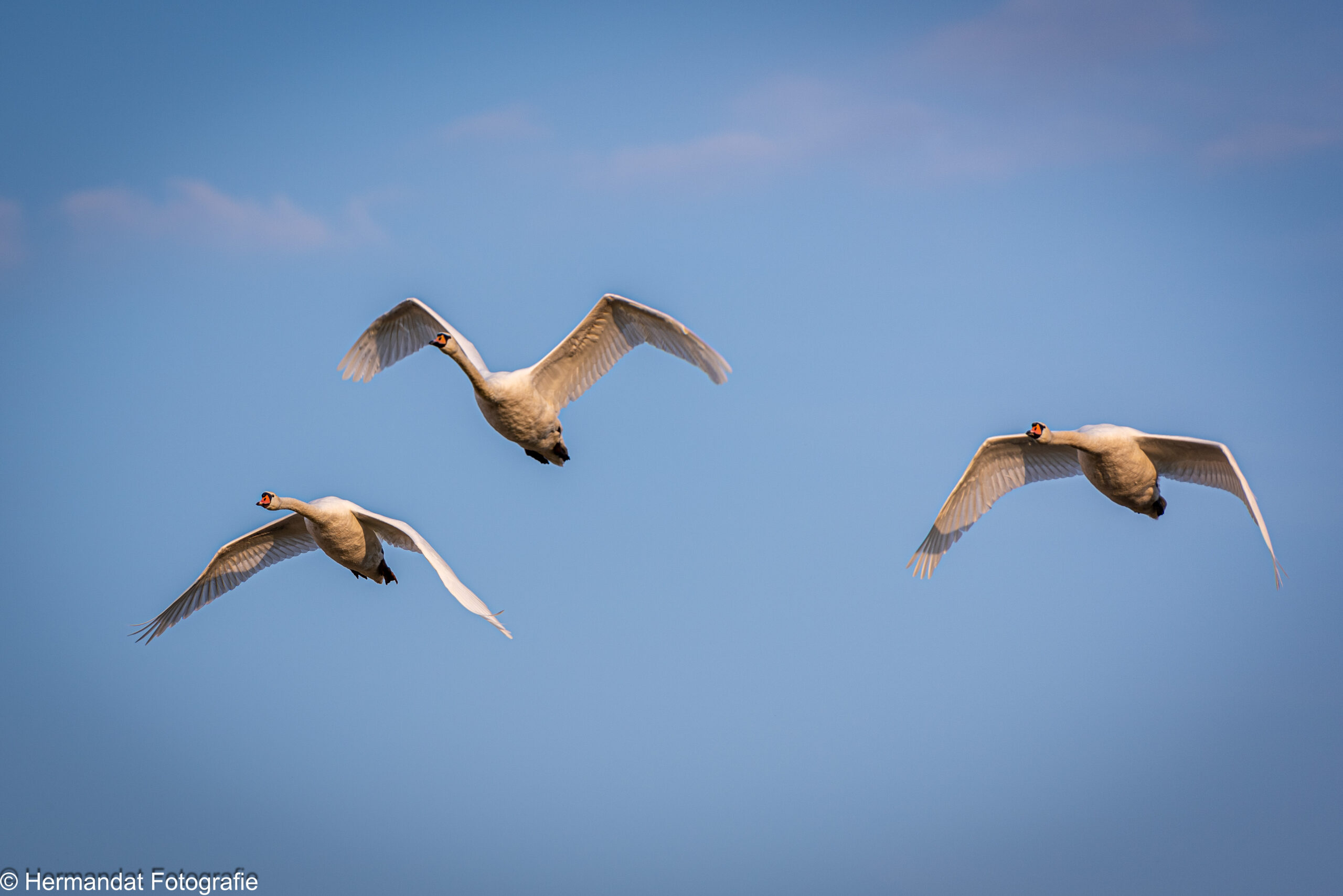 Drie zwanen vliegen in formatie tegen een heldere blauwe lucht.