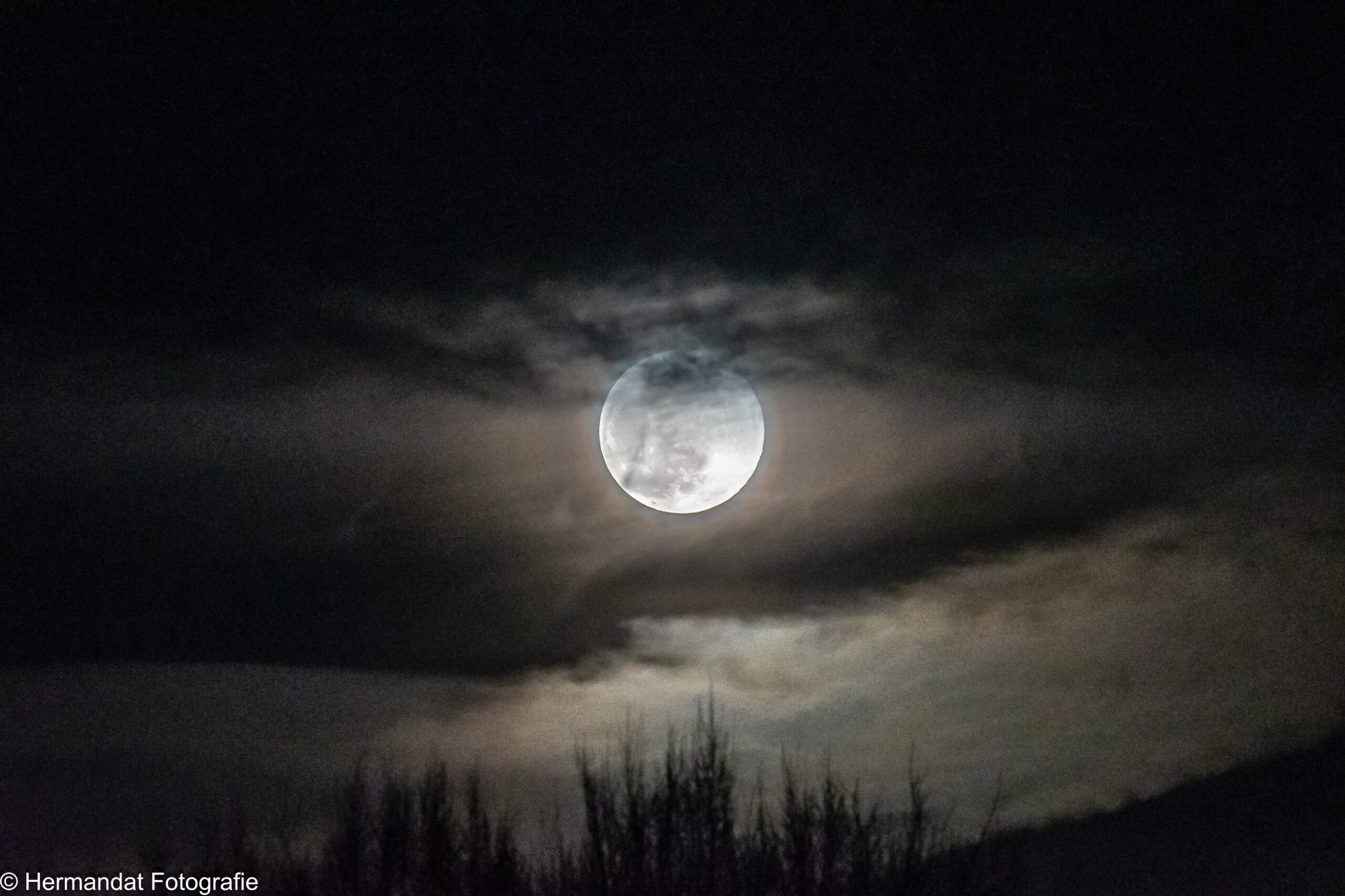 Volle maan achter wolken met silhouetten van bomen op de voorgrond.