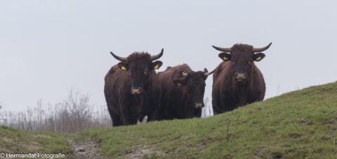 Drie bruine runderen met horens staan op een heuvel met gras, op een bewolkte dag.
