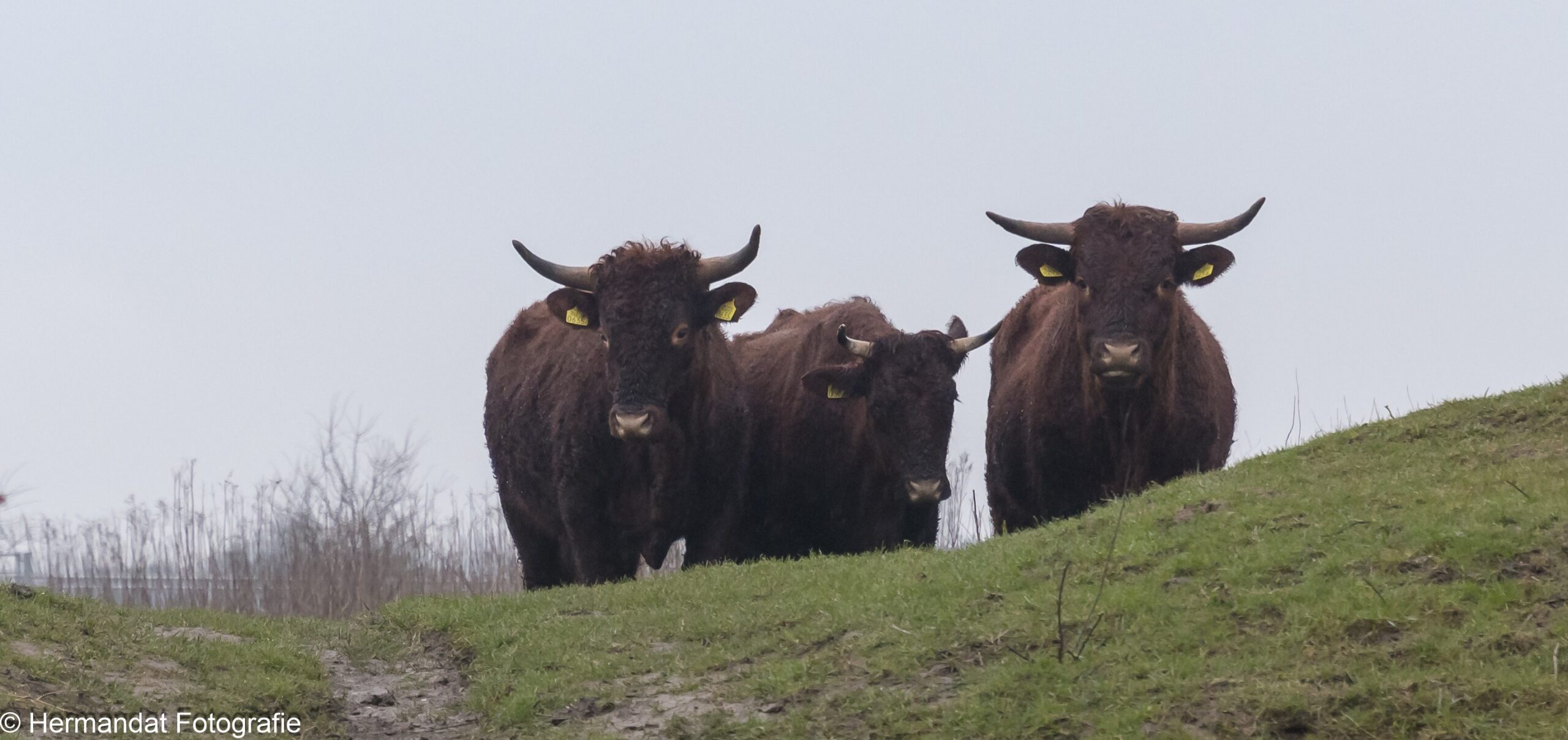 Drie bruine runderen met horens staan op een heuvel met gras, op een bewolkte dag.