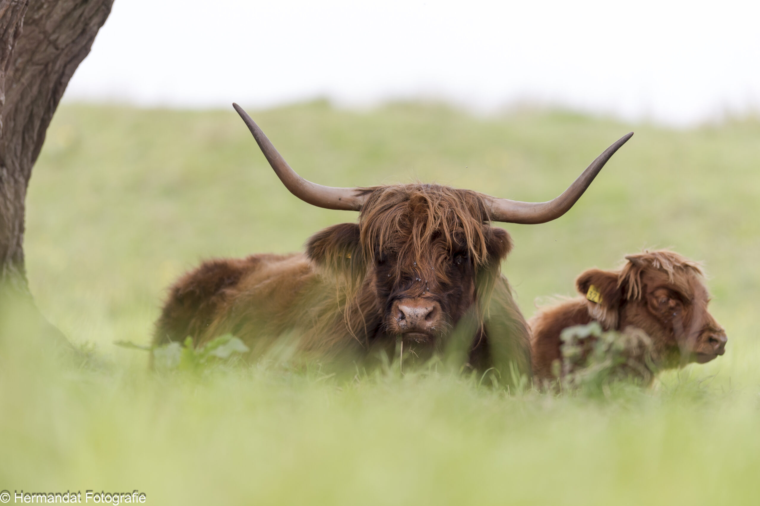 Schotse hooglander met kalf ligt in het gras, onder een boom.