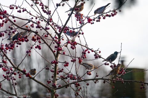 Meerdere vogels zitten in een boom met rode bessen tegen een bewolkte achtergrond.