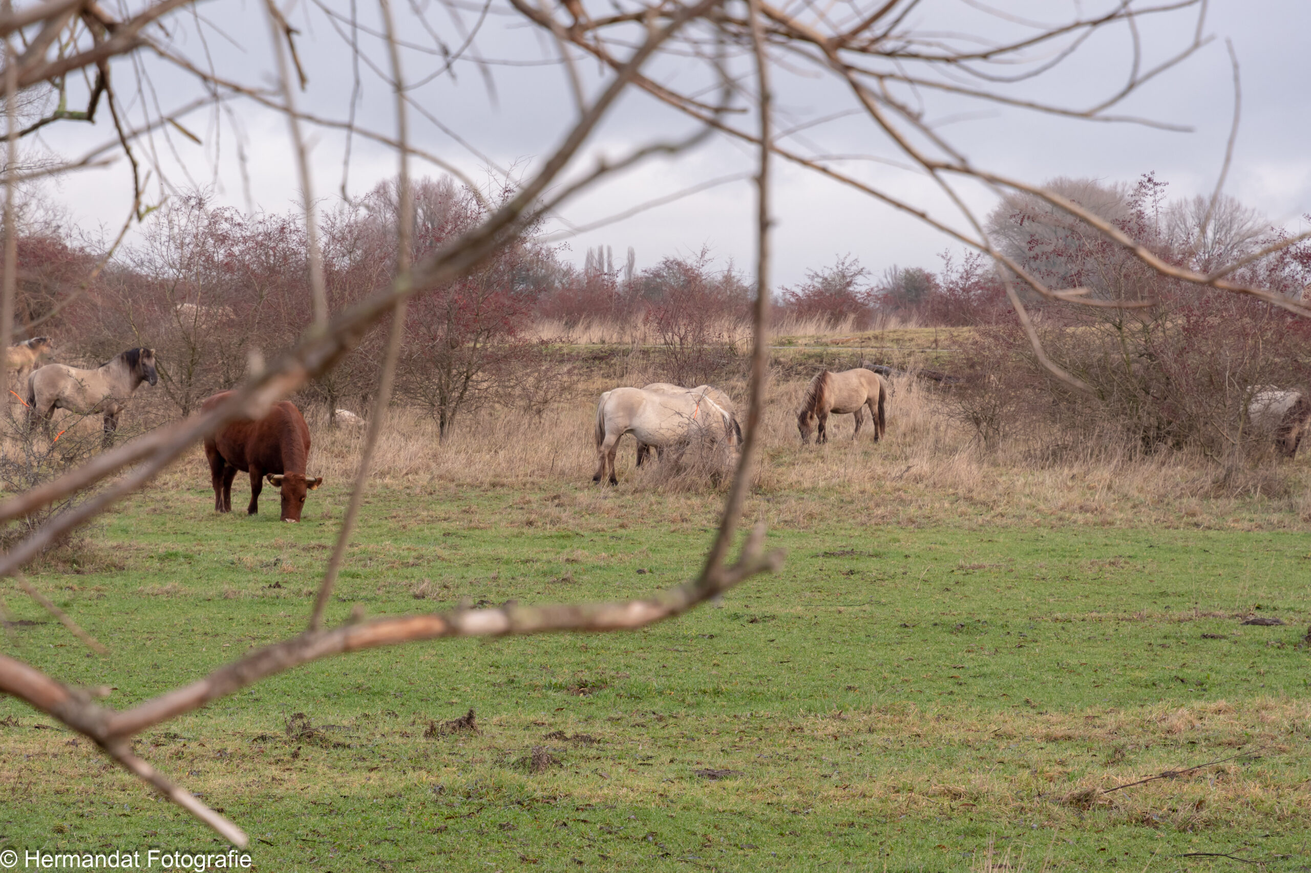Een open veld met grazende paarden en een koe, omgeven door kale bomen en struiken.