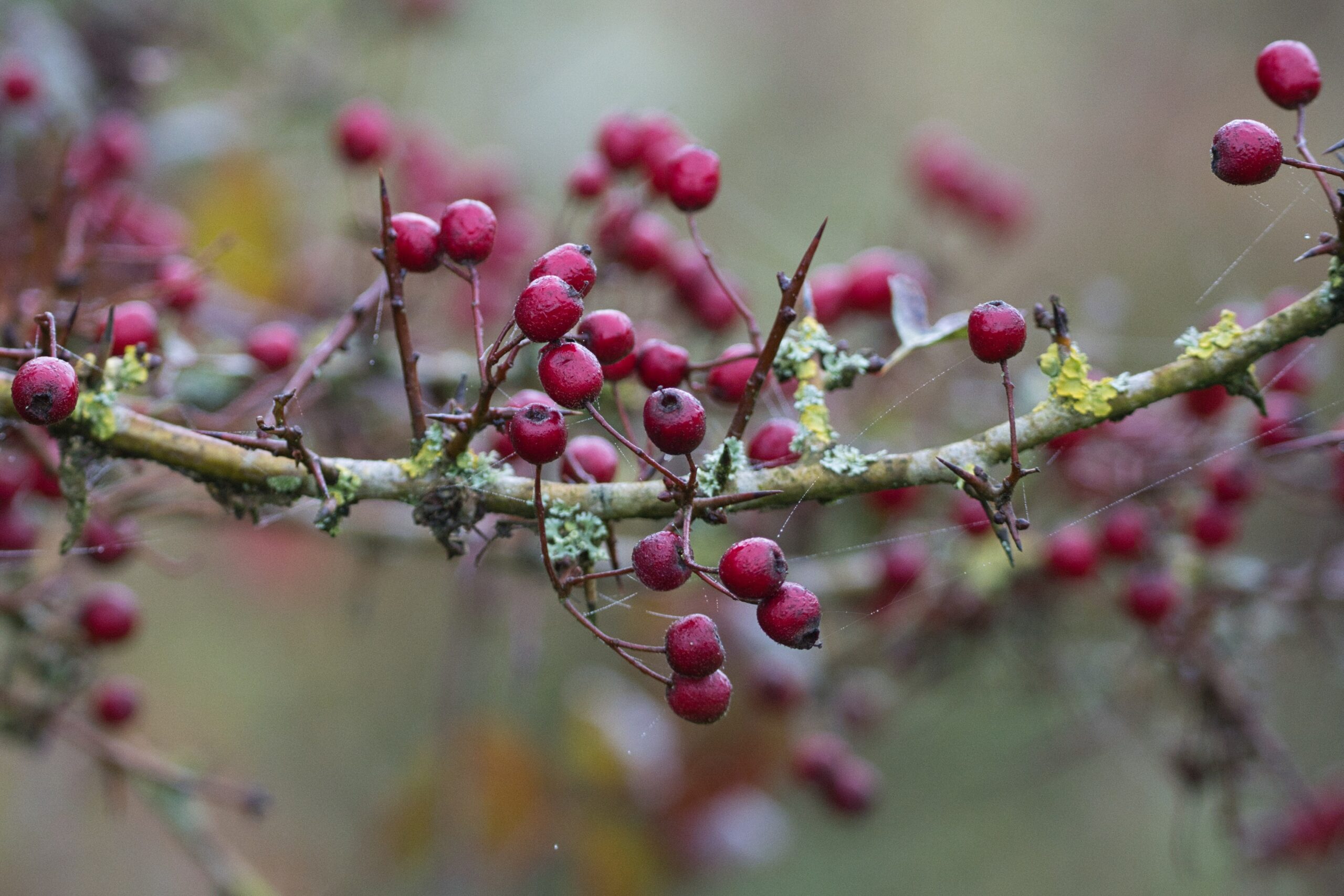 Tak met rode bessen en korstmossen tegen een onscherpe achtergrond.