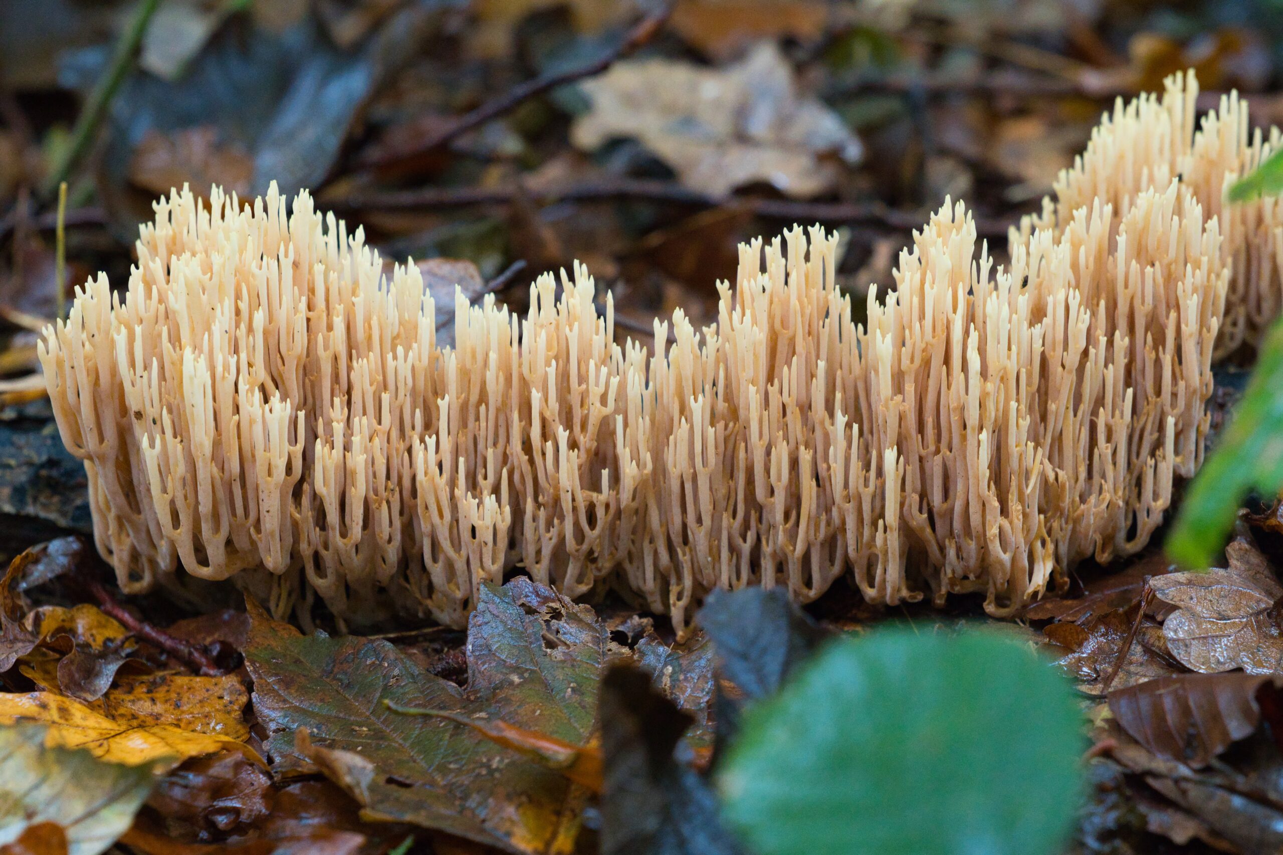 Koraalzwam op bosgrond bedekt met herfstbladeren.