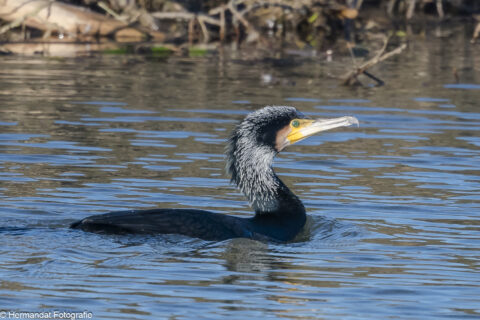 Aalscholver zwemt in helder water, met achtergrond van takken en oever.