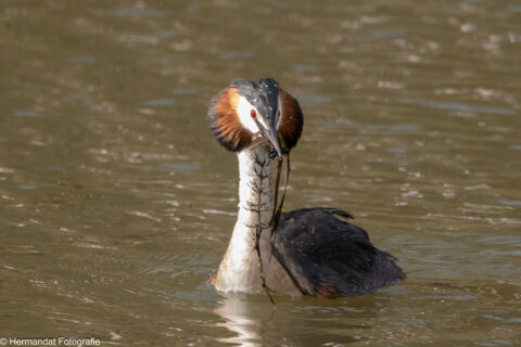 Fuut in het water met algen in zijn snavel.