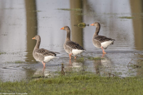 Drie ganzen lopen in ondiep water op een grasveld.