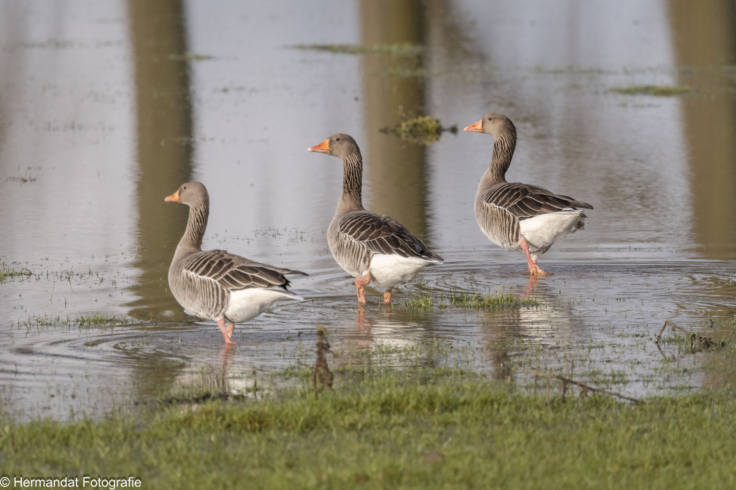 Drie ganzen lopen in ondiep water op een grasveld.