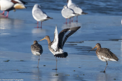 Drie grutto's op het water, met vleugels gespreid, omringd door meeuwen.
