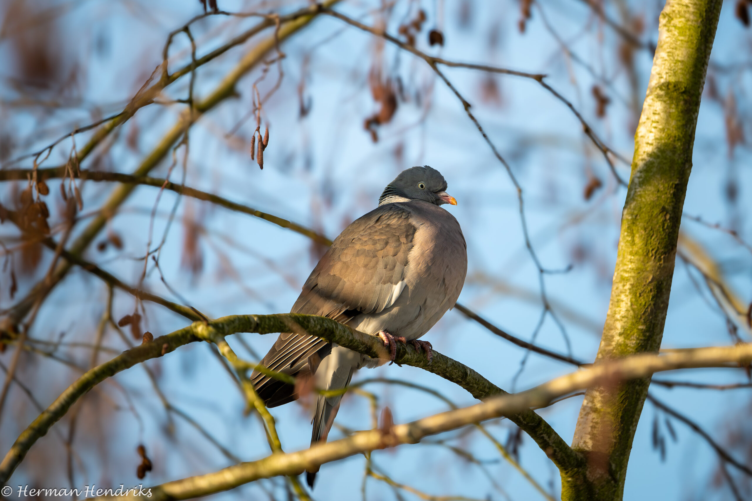 Een duif zit op een tak met kale bladeren tegen een blauwe lucht.