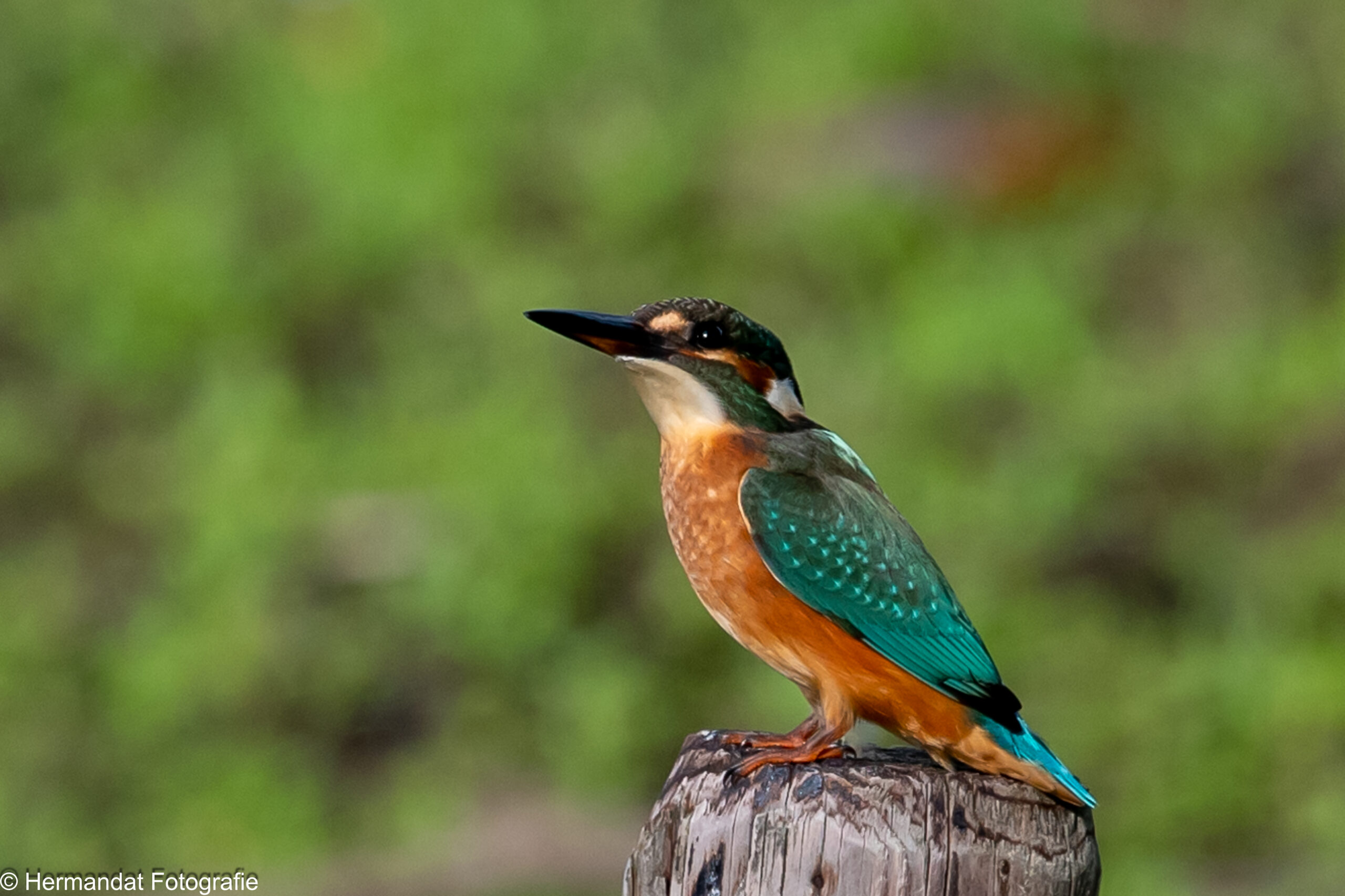 IJsvogel zit op een houten paal met een wazige groene achtergrond.