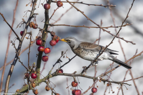 Een vogel eet rode bessen van een tak op een heldere winterdag.