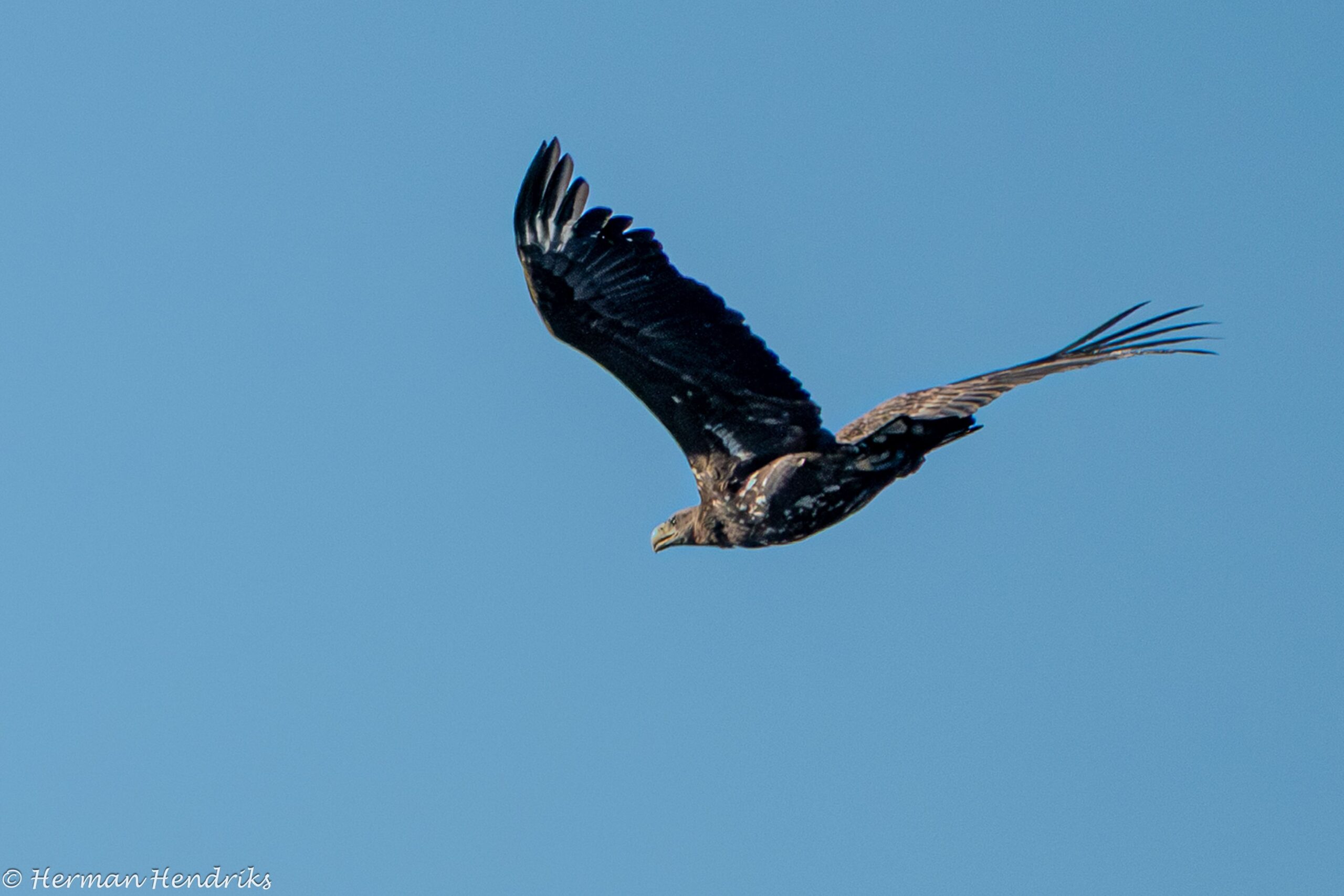 Een vliegende adelaar tegen een heldere blauwe lucht.