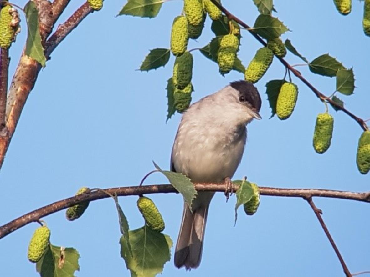 Zwartkopvogel zittend op tak van berk met groene katjes, tegen een blauwe lucht.