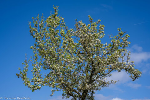 Boom met bloesems tegen een heldere blauwe lucht.