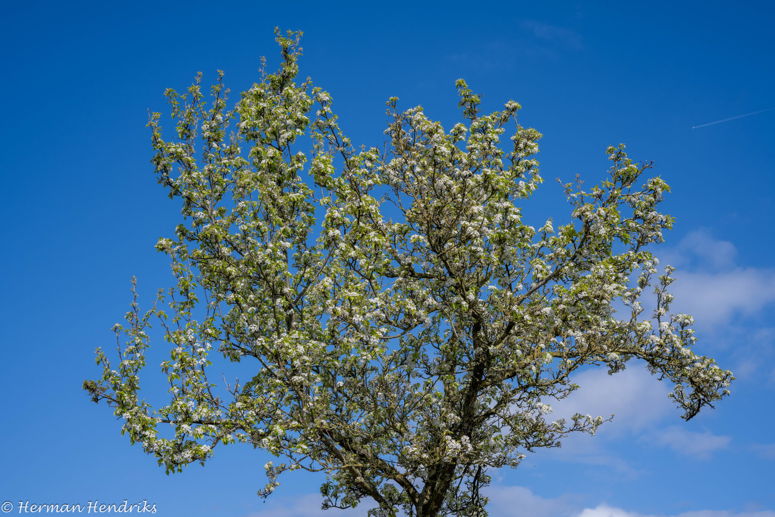 Boom met bloesems tegen een heldere blauwe lucht.