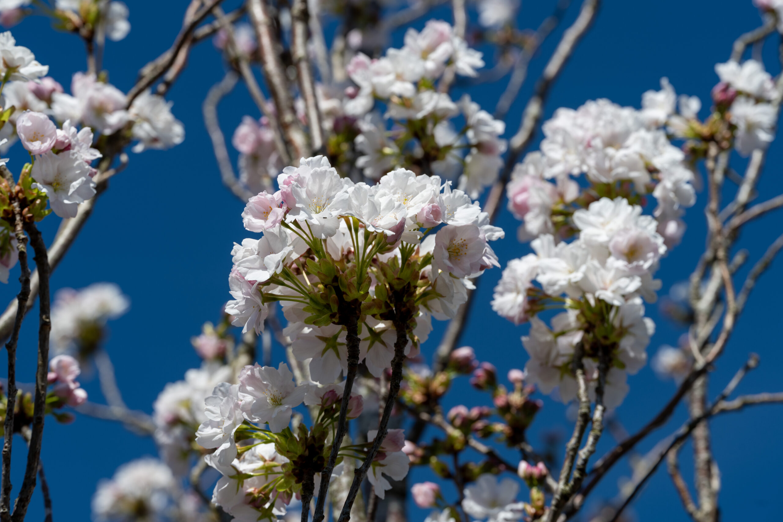 Witte bloesem tegen heldere blauwe lucht. Takken met bloeiende bloemen in de natuur.