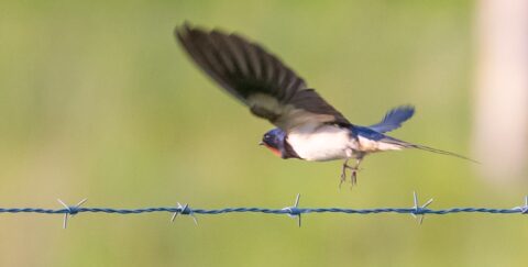 Vliegende zwaluw boven prikkeldraad met wazige groene achtergrond.