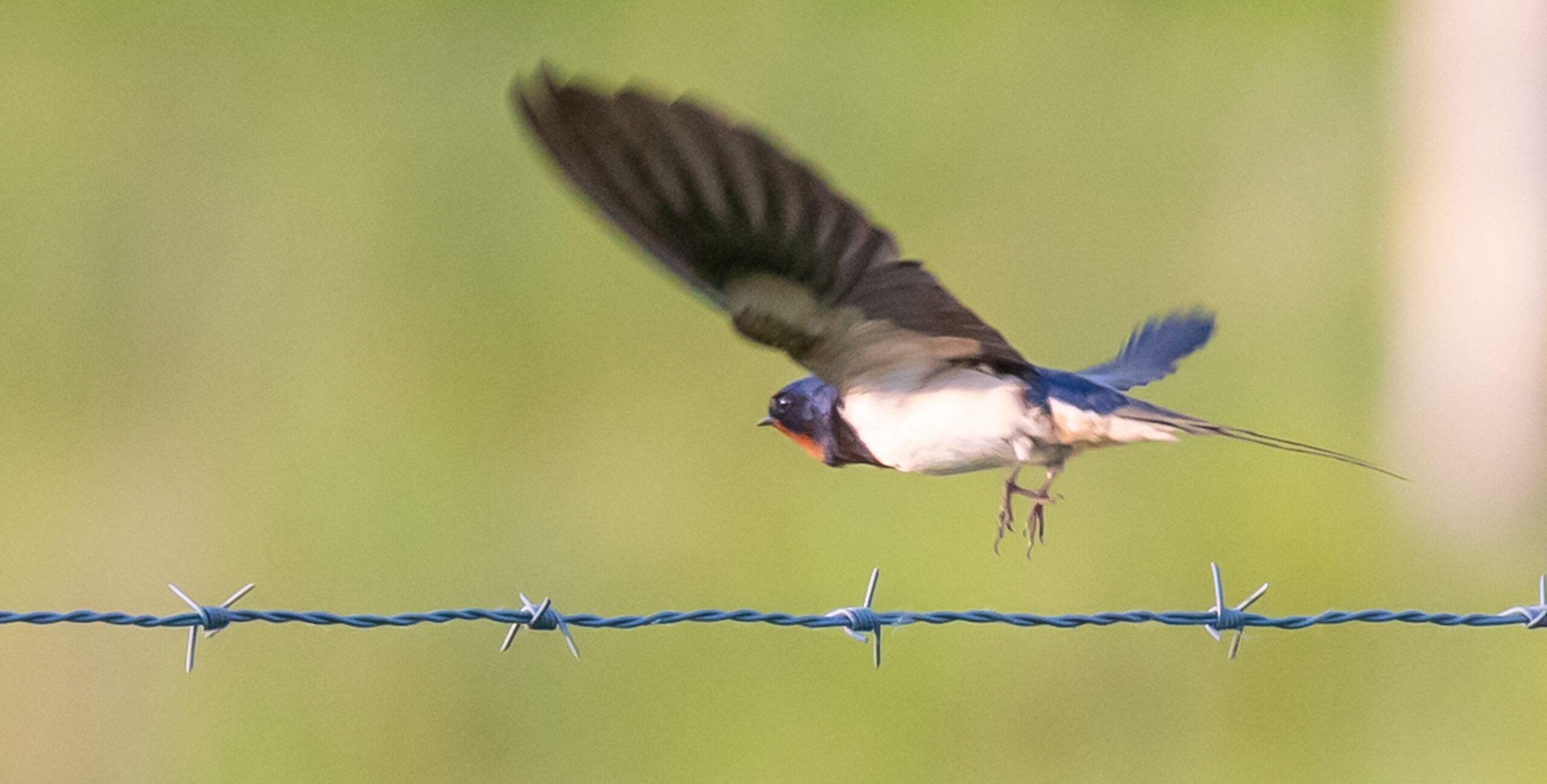 Vliegende zwaluw boven prikkeldraad met wazige groene achtergrond.