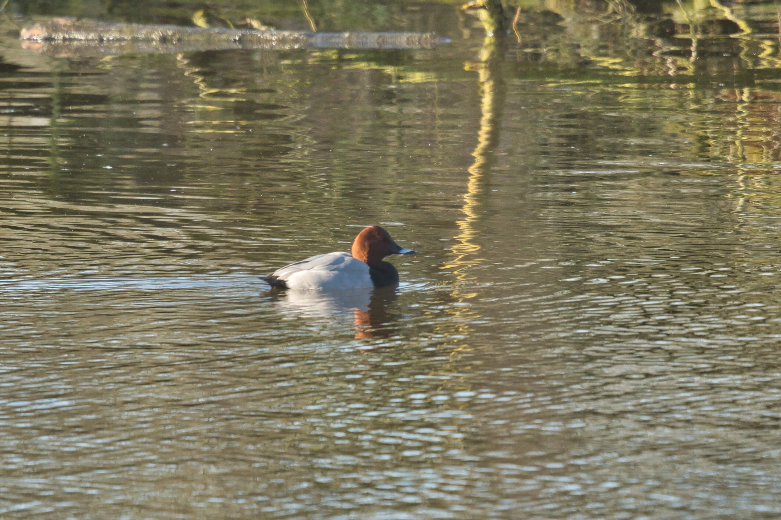Eend met kastanjebruine kop zwemt in een vijver, weerspiegelingen zichtbaar op het water.