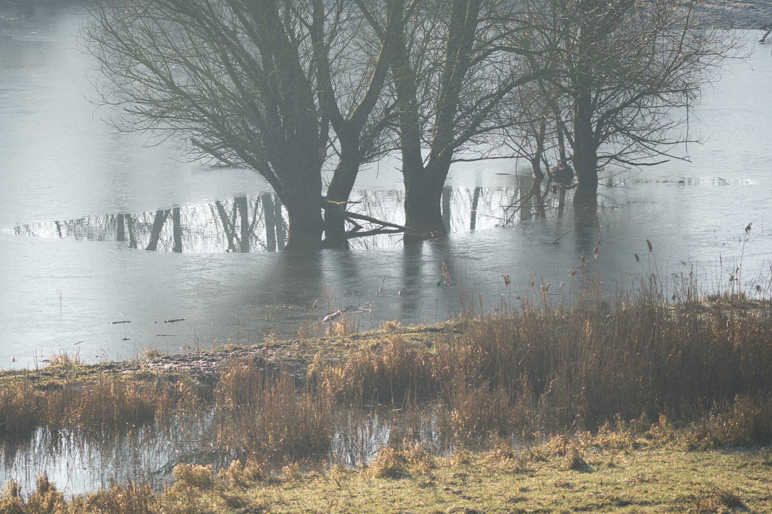 Bomen staan in een overstroomd gebied met bevroren water en droge rietplanten op de voorgrond.