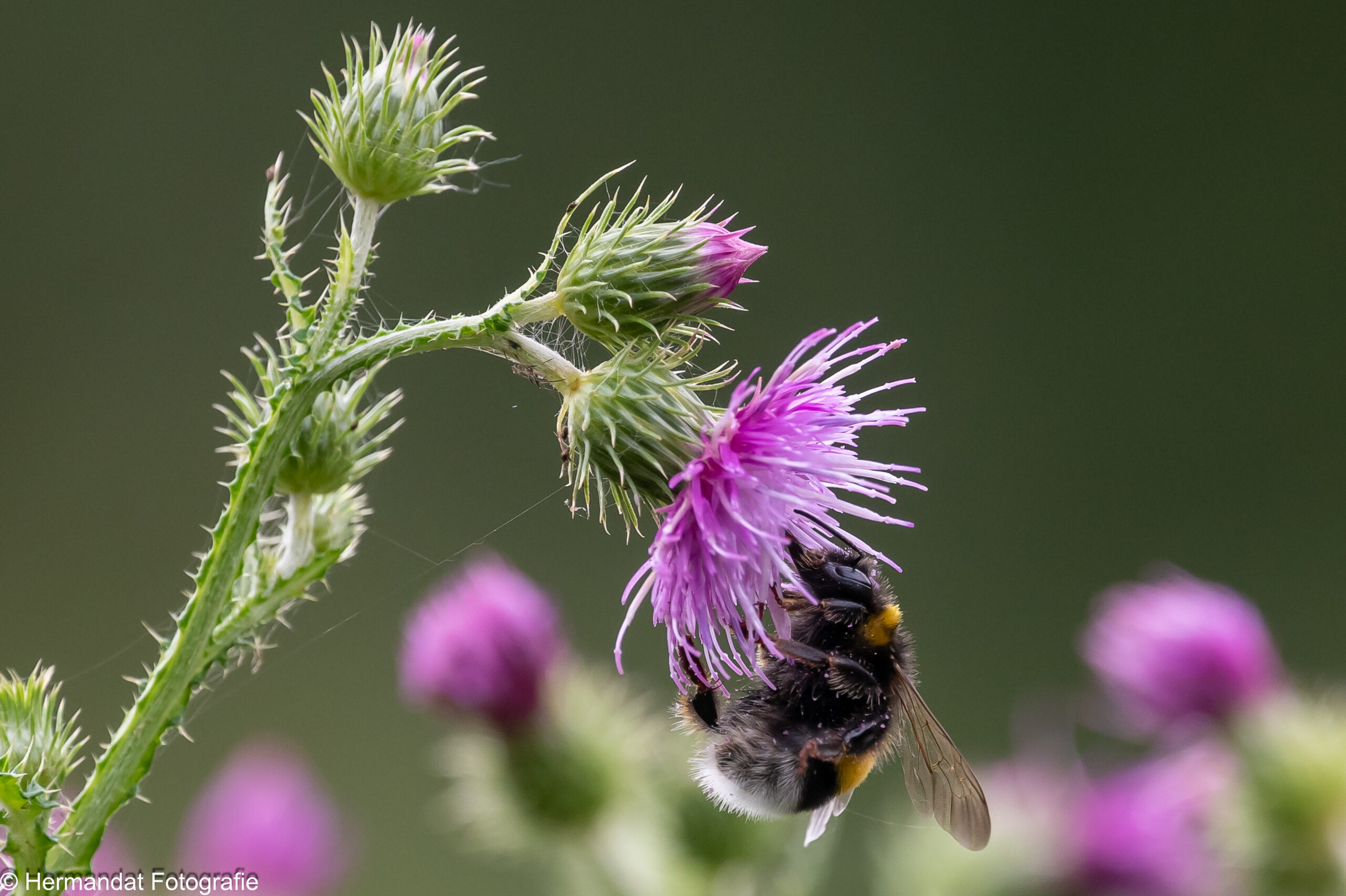 Een hommel op een paarse distelbloem tegen een groene achtergrond.