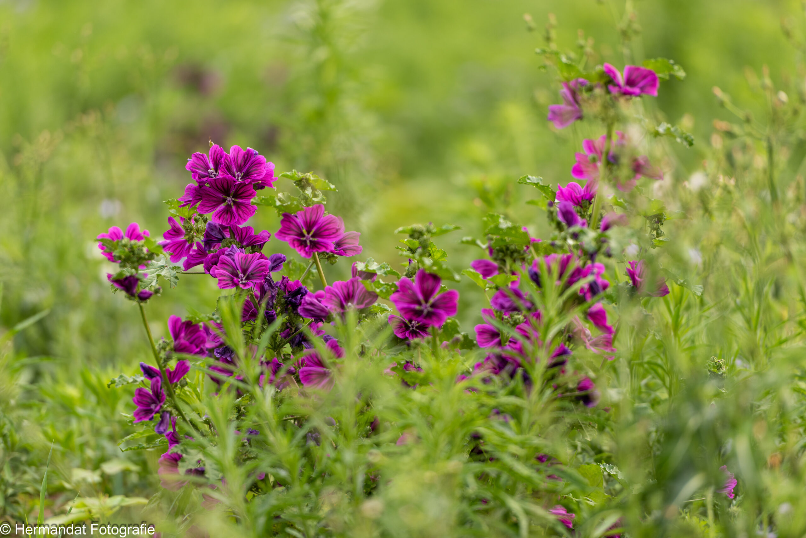 Paarse bloemen tussen groene planten in een weelderige, natuurlijke omgeving.