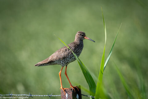 Vogel met lange oranje poten op prikkeldraad, groene achtergrond.