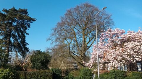 Bloeiende magnolia naast kale boom en lantaarnpaal, tegen een heldere blauwe lucht.