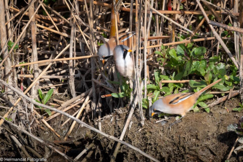 Baardmannetjes tussen riet en groen, voedsel zoekend op de grond.