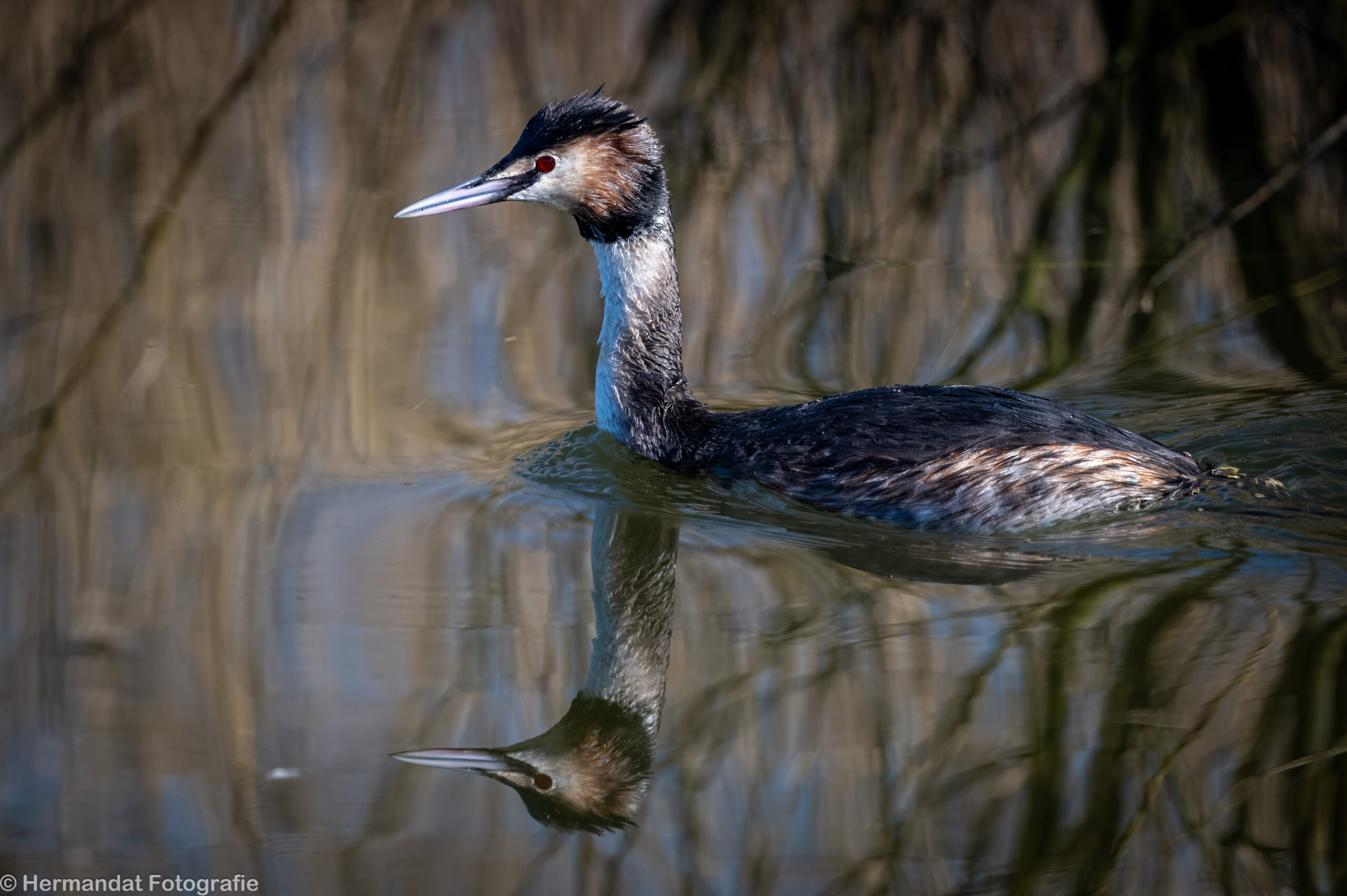 Fuut drijft op het water met spiegelende reflectie en wazige rietachtergrond.